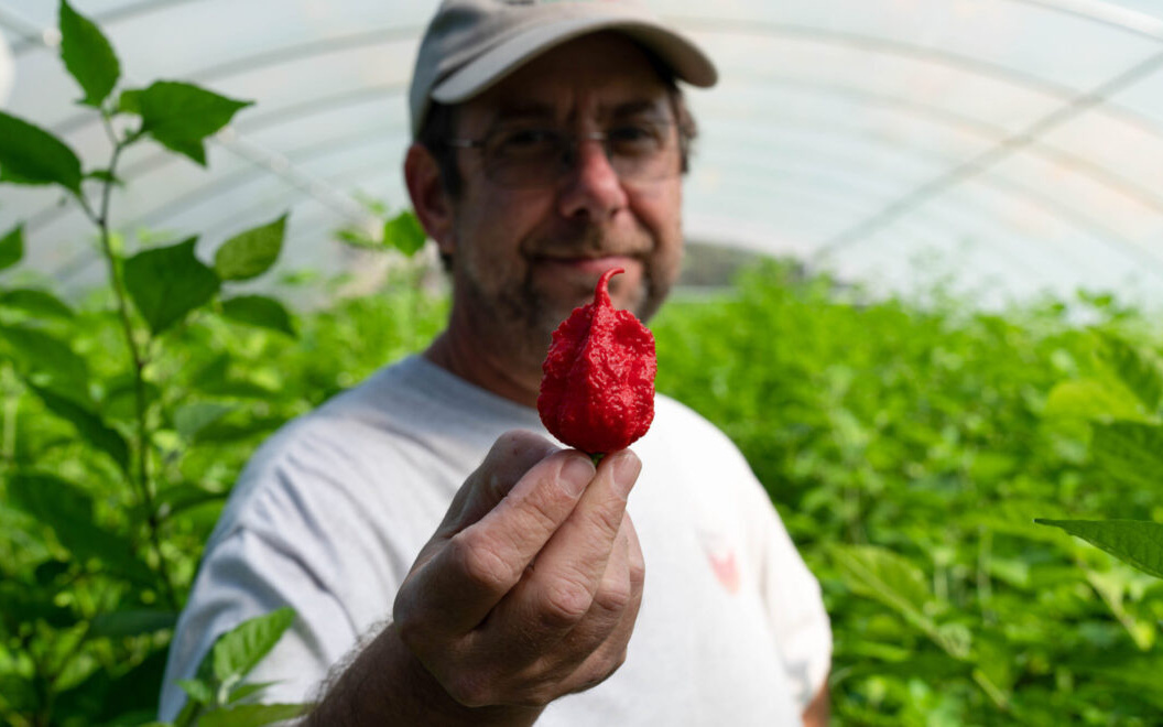 Sẽ thế nào nếu ăn thử ớt Carolina Reaper - loại ớt cay nhất thế giới?