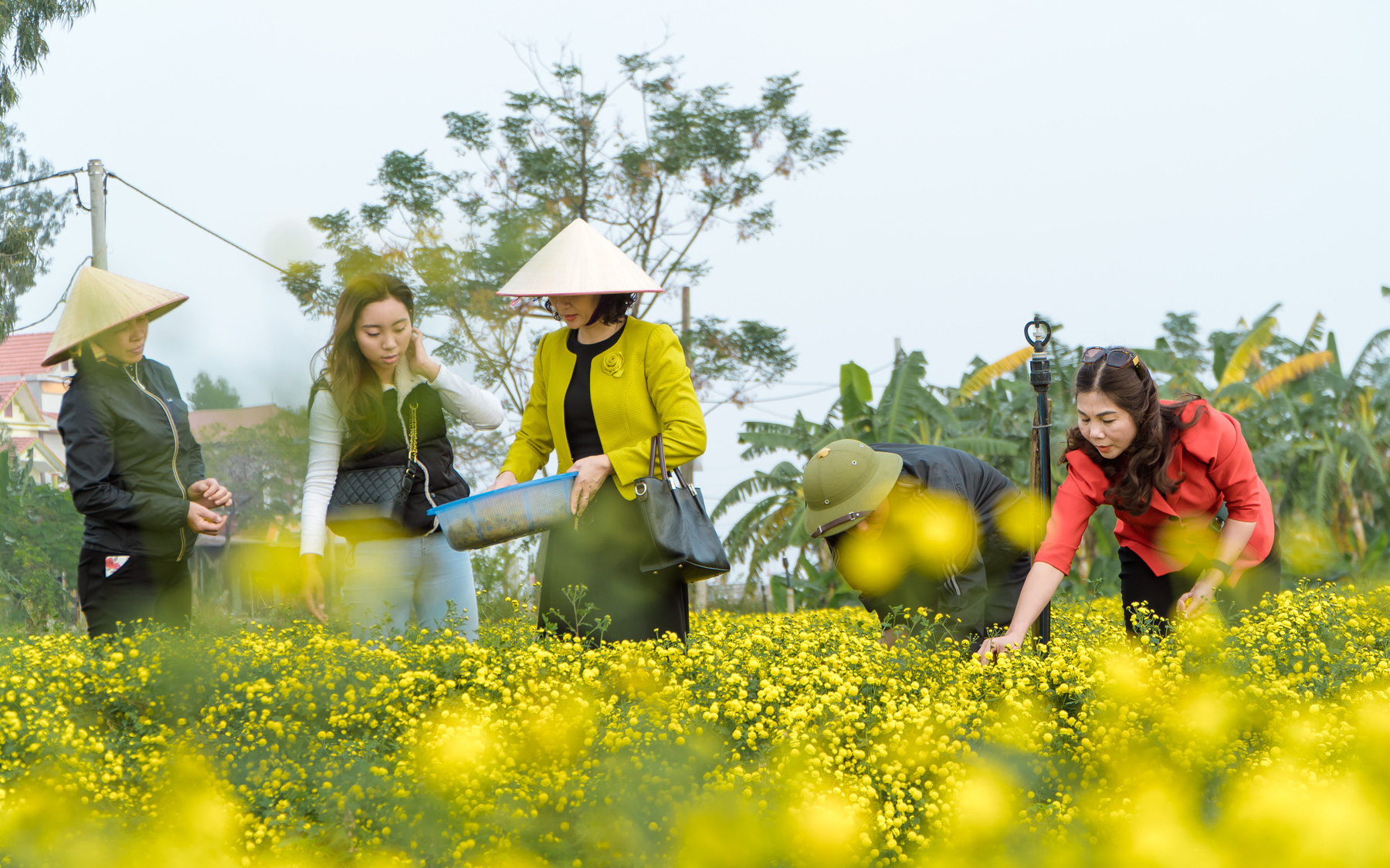 Mạnh dạn bỏ đất lúa không hiệu quả, trồng loài cúc vàng rực làm dược liệu, nông dân Hưng Yên đổi đời