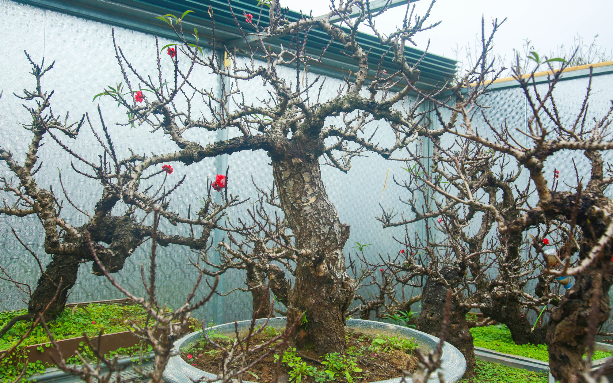 Loại đào đặc biệt "nằm điều hòa" chờ khách rước về chơi Tết Tân Sửu 2021