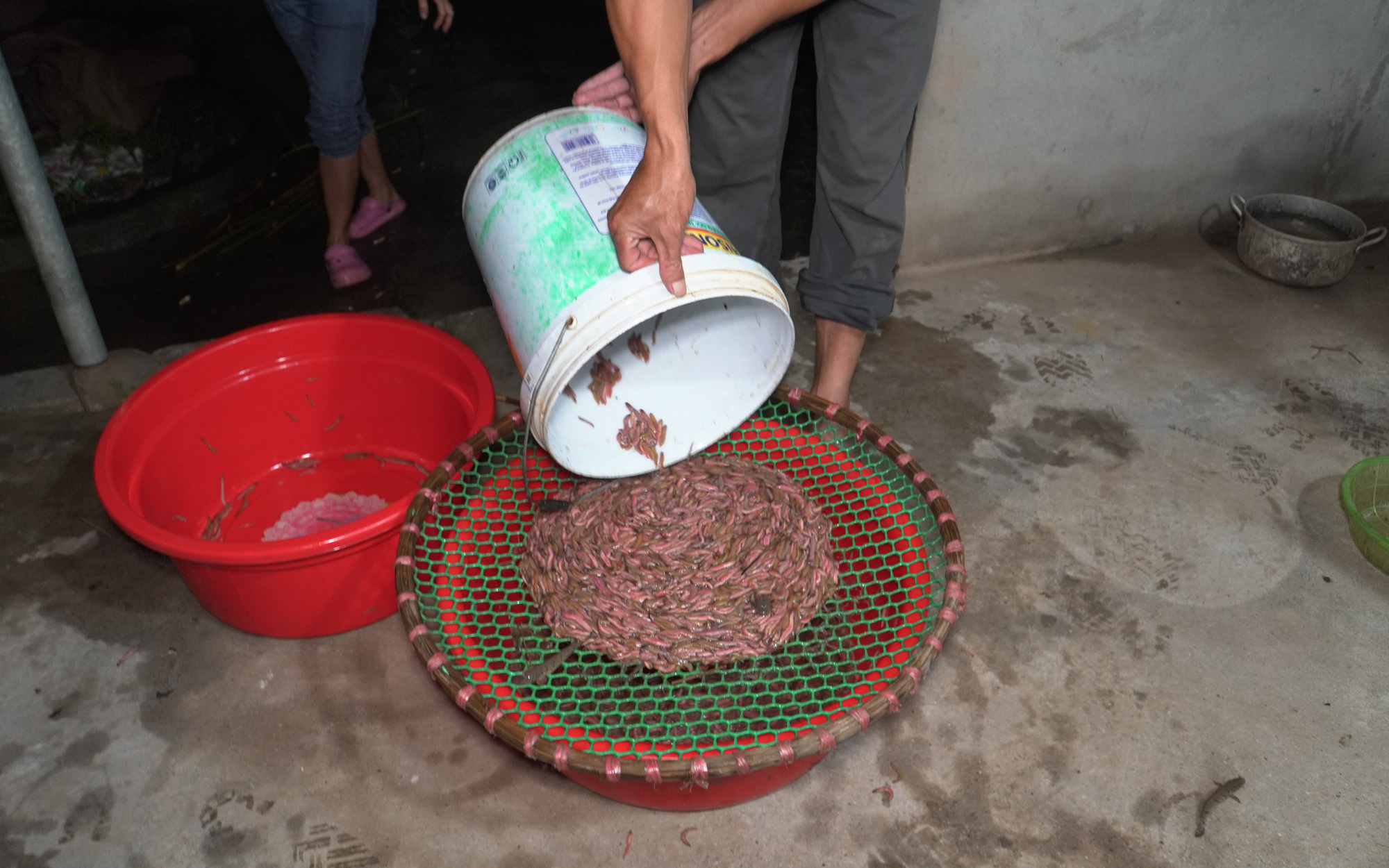 Chong đèn xuyên đêm thu hoạch loại đặc sản “nhất định phải thử trong đời”