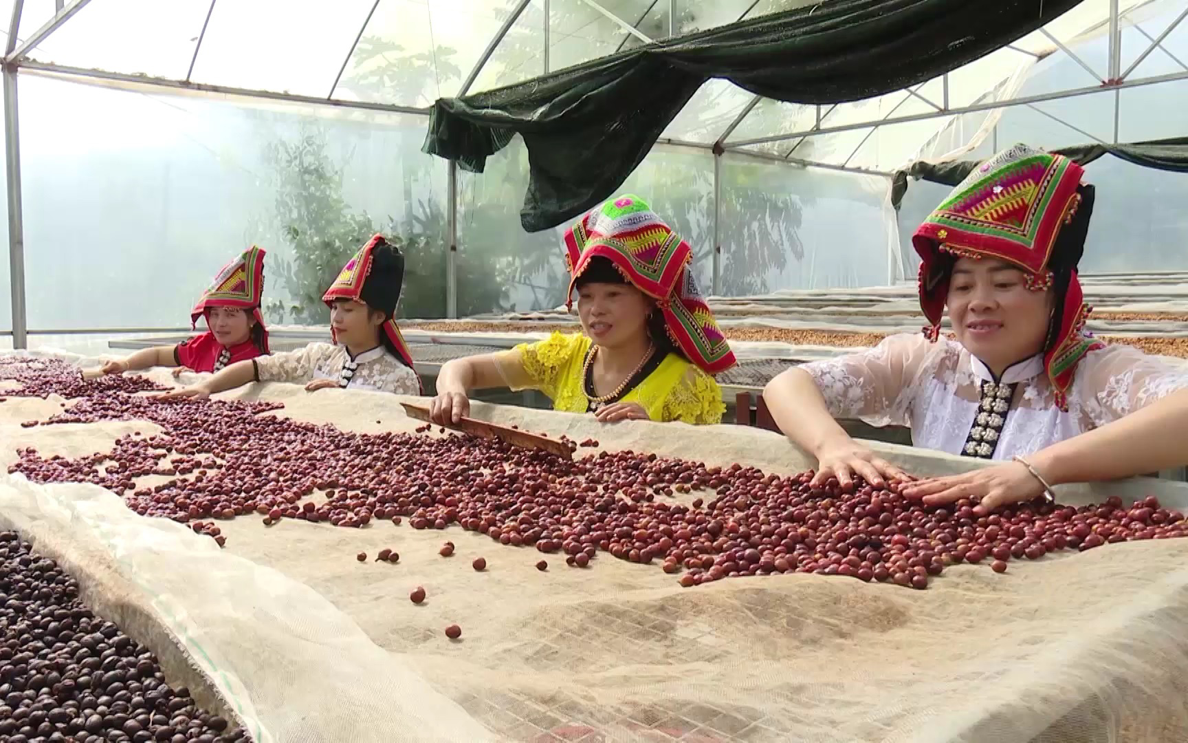 Sơn La nâng tầm thương hiệu cà phê Ara-Tay