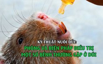 Kỹ thuật nuôi dúi: Phòng và biện pháp điều trị một số bệnh thường gặp ở dúi 