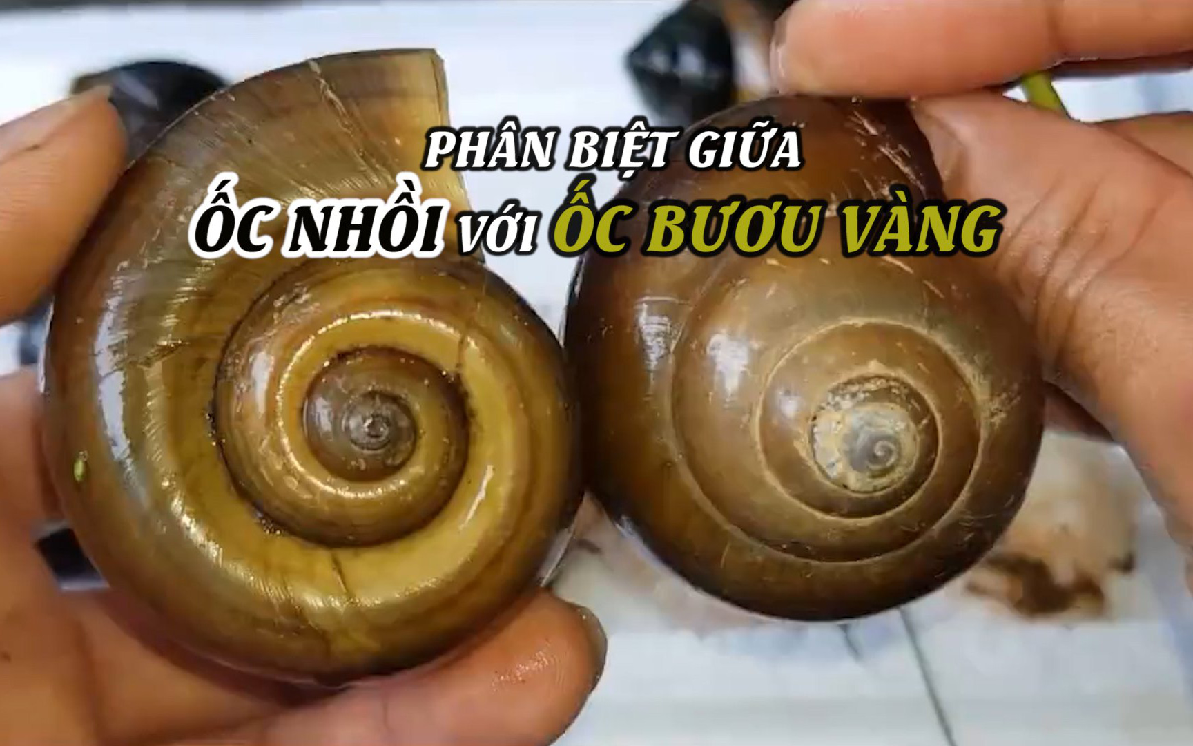 Kỹ thuật nuôi ốc nhồi: Phân biệt giữa ốc nhồi với ốc bươu vàng