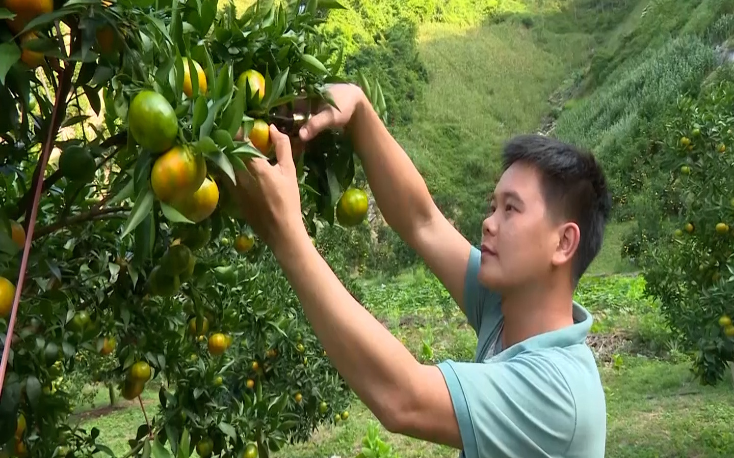 Dân Phù Yên phấn khởi vì cam "được mùa, giá tốt" bất chấp dịch Covid-19