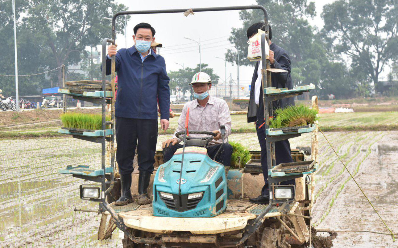 Ảnh: Bí thư, Chủ tịch TP Hà Nội đi cấy cùng bà con nông dân ngày đầu năm mới