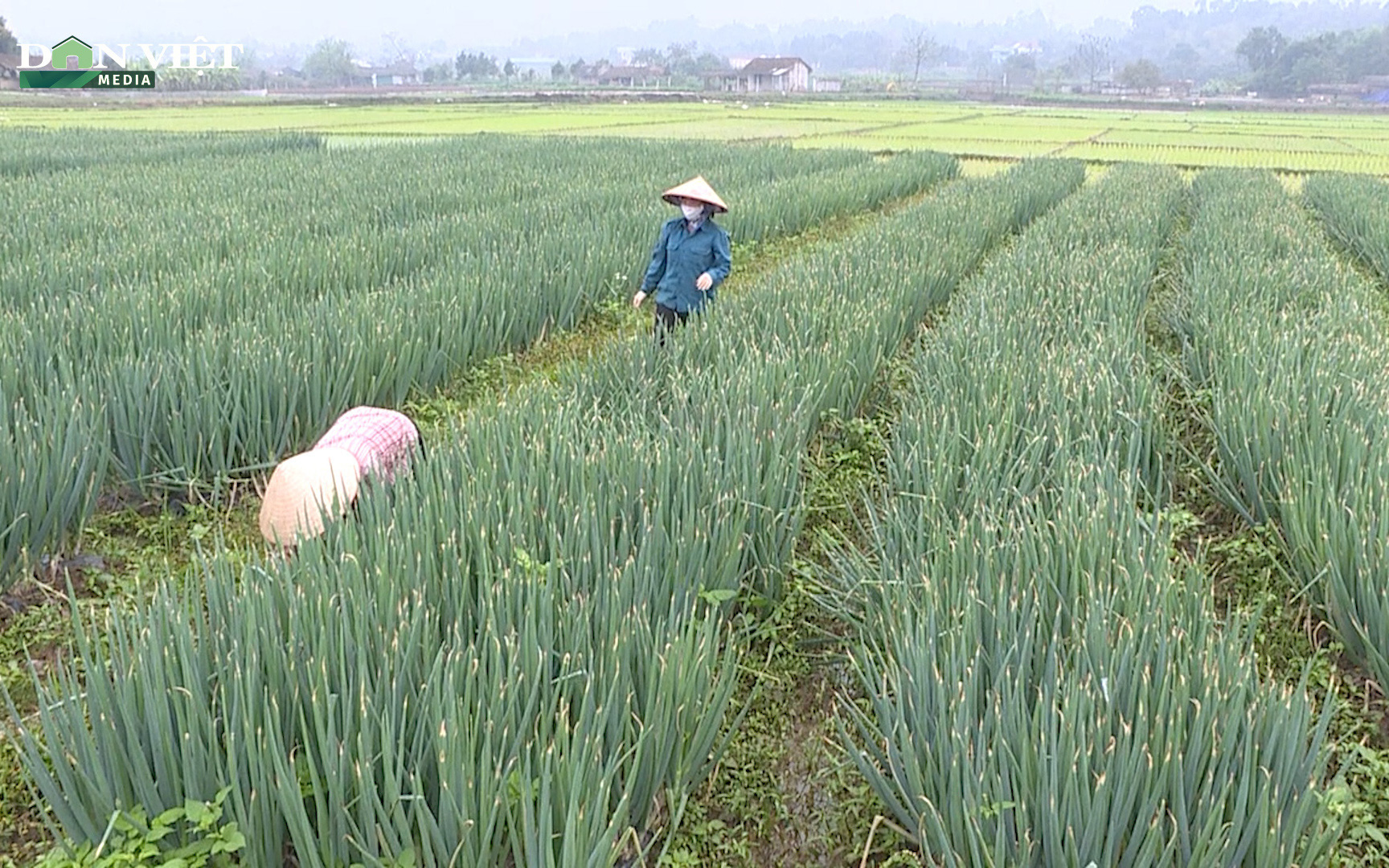 Video: Sốt ruột nhìn hơn 30 tấn hành lá ở Phú Thọ sắp già úa vẫn chưa được thu hoạch vì Covid-19