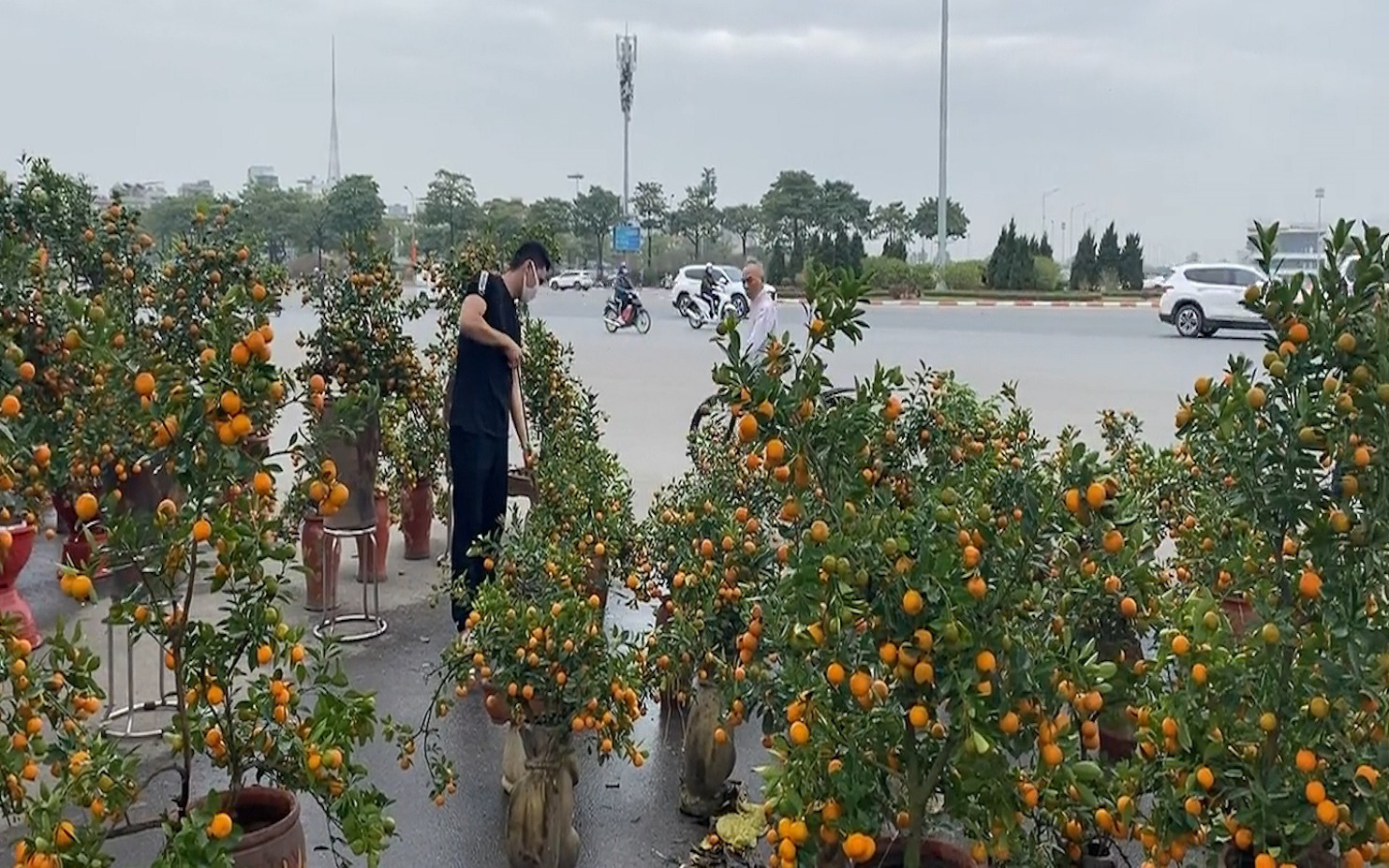 Như "ngồi trên đống lửa", tiểu thương bán đào, quất tìm cách "đẩy hàng"