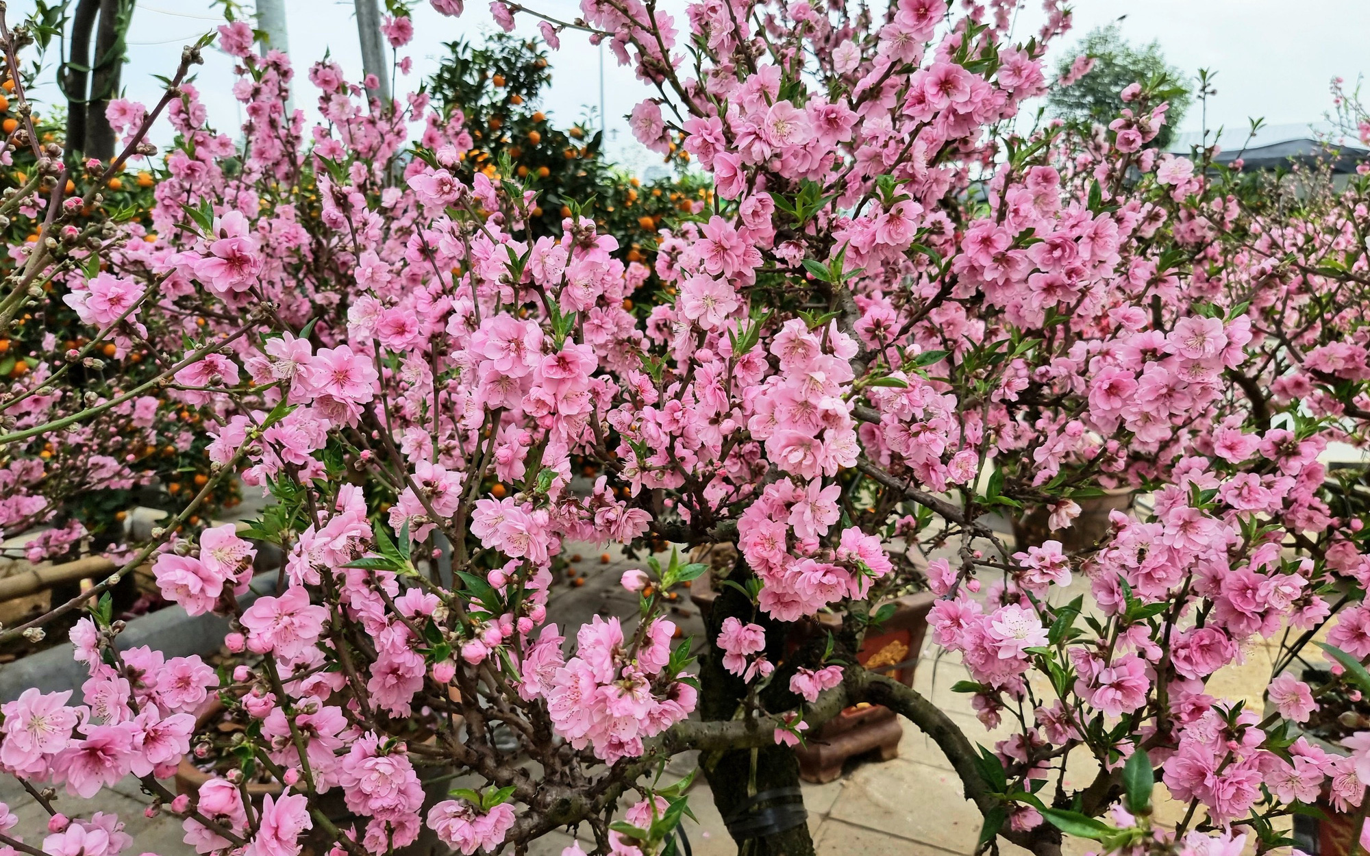 Đào lai Nhật Bản độc lạ, đẹp mê hồn lần đầu xuất hiện tại Thanh Hóa