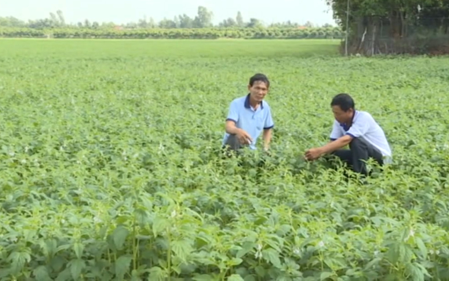 Đồng Tháp: Mô hình luân canh trồng mè cho vụ hè, vừa chống hạn, giá bán lại cao