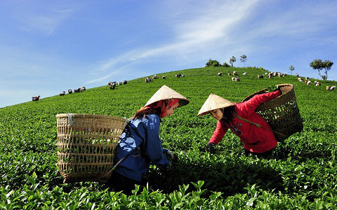 Sơn La: Liên kết sản xuất giúp người dân thoát đói nghèo