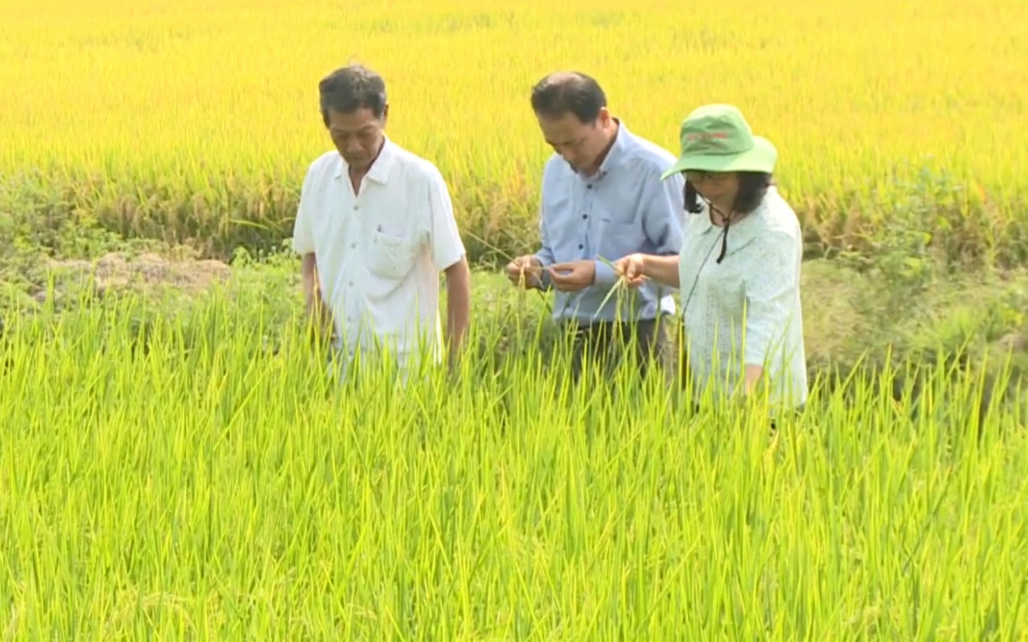 Đồng Tháp: Nông dân hướng đến canh tác thông minh, tìm kiếm lợi nhuận lâu dài