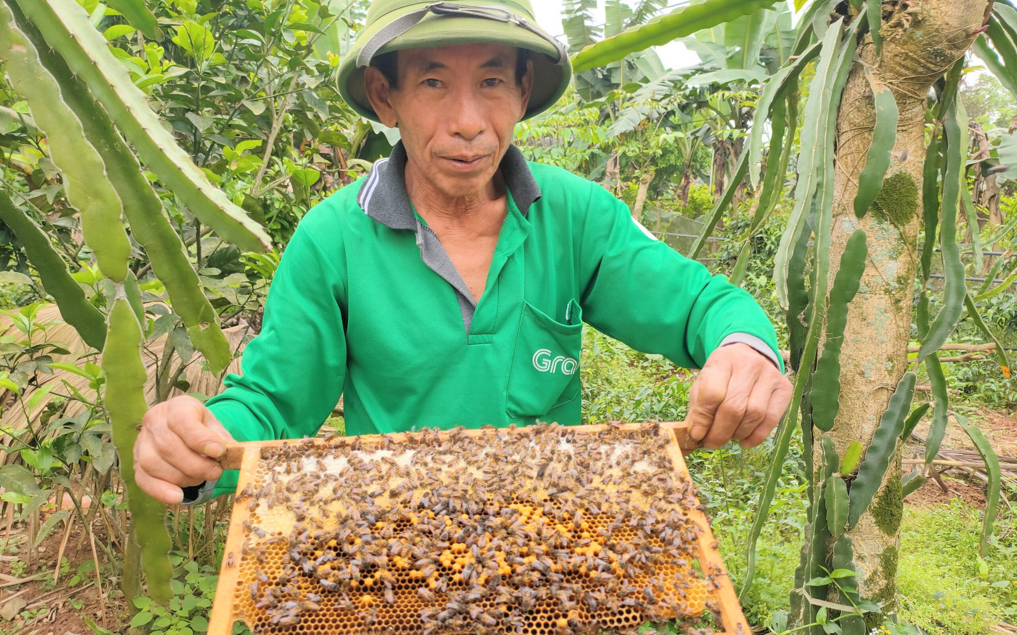 Nuôi loài côn trùng lấy mật, lão nông Hà Tĩnh “bỏ túi” hàng trăm triệu mỗi năm