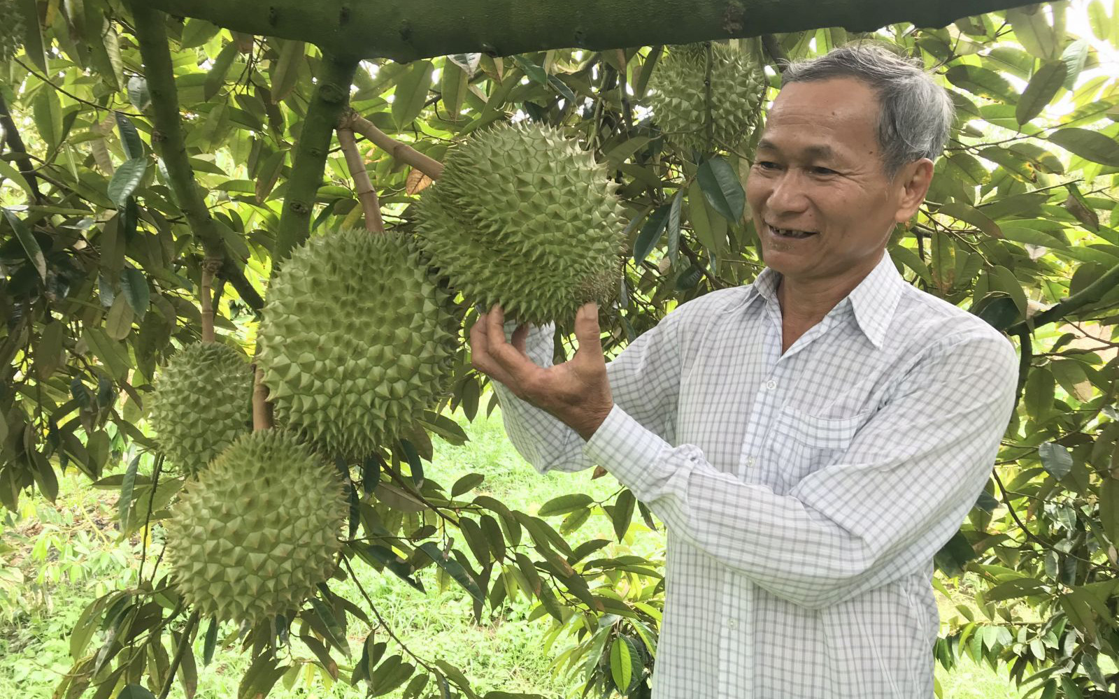 Trồng sầu riêng vụ nghịch, nông dân Tiền Giang lãi cả tỷ đồng 1ha 