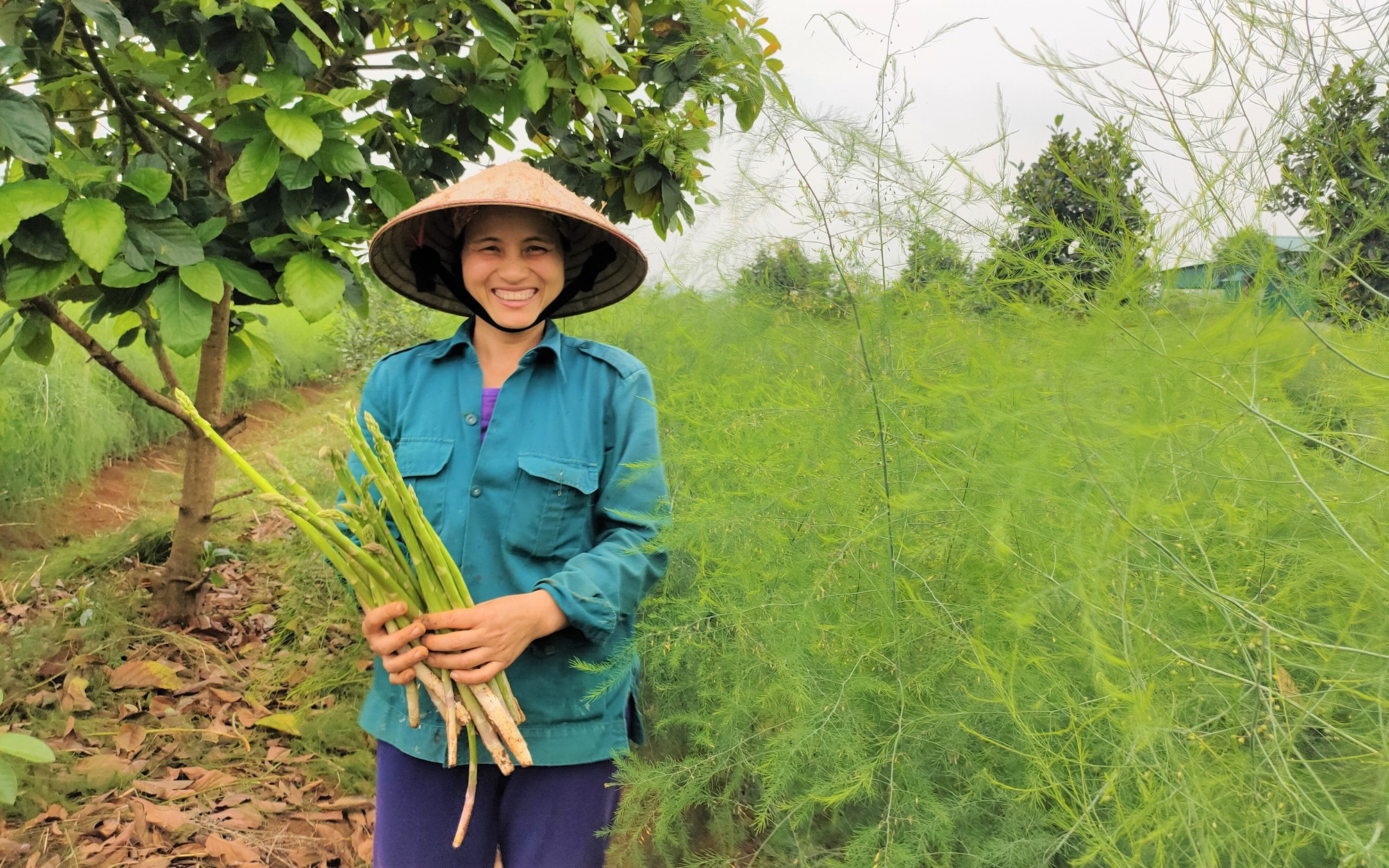 Clip: Nông dân Nghệ An trồng giống rau “hoàng đế”, cứ sáng ra cầm chắc 1 triệu đồng