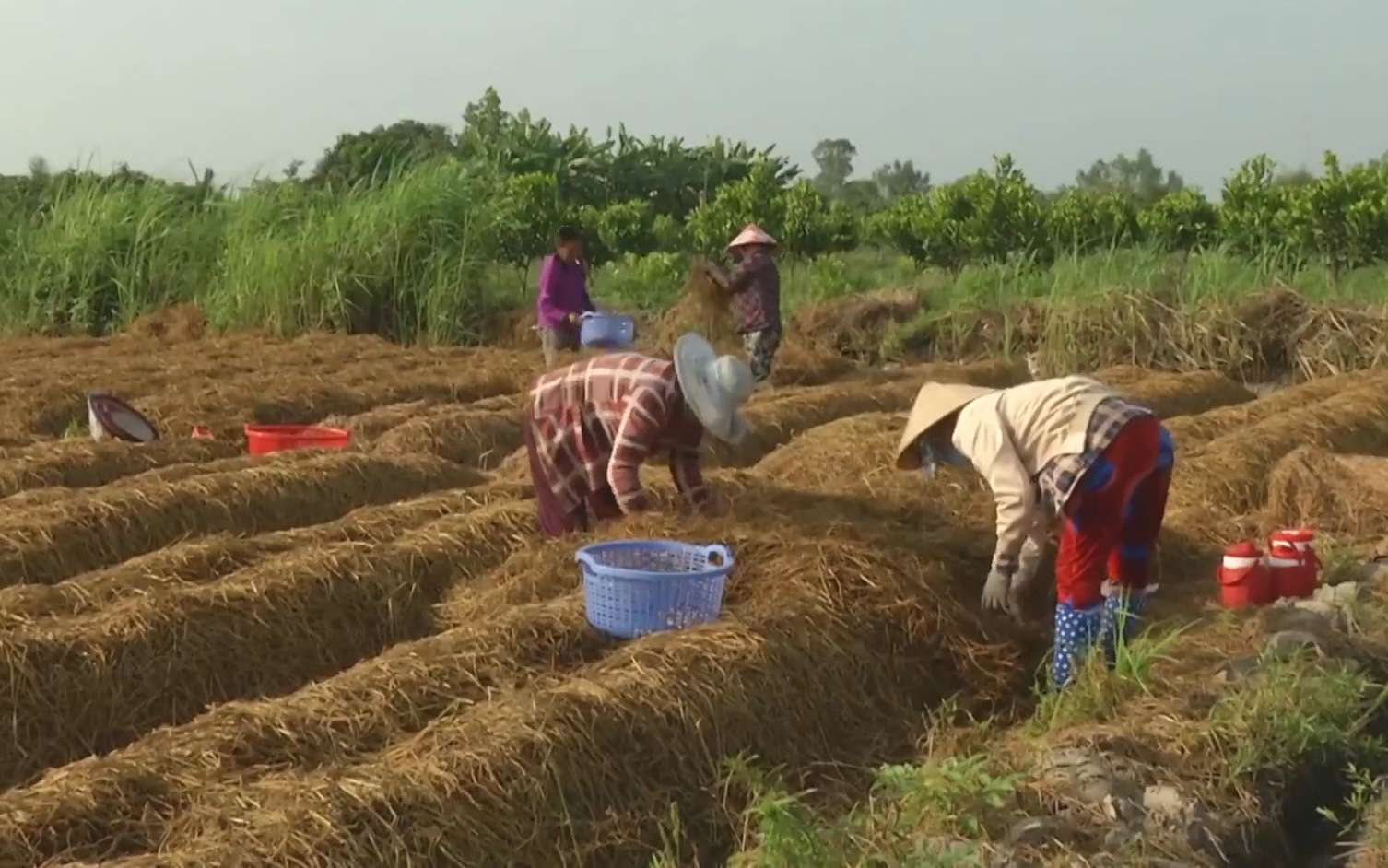 Đất ít, làm ruộng mãi không khá, nhiều nông dân chuyển sang trồng thứ ủ trong rơm cho thu nhập ổn định