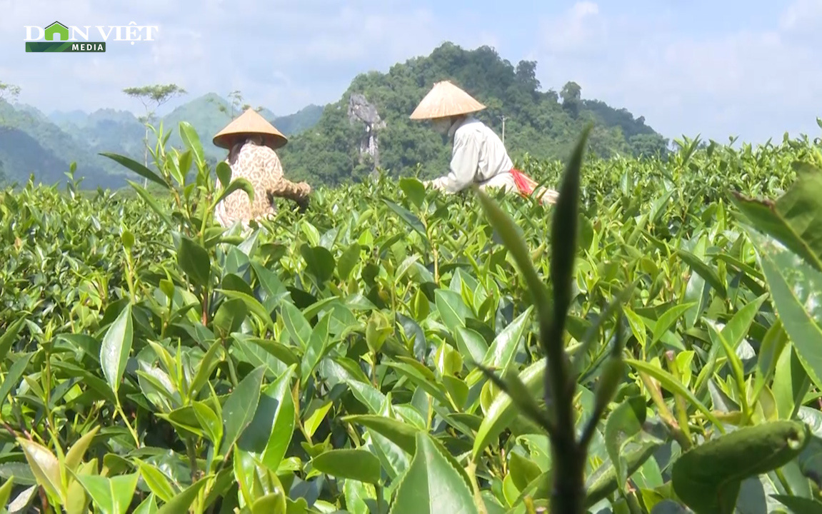 Nông dân vùng cao Sơn La: Chỉ có con đường đẩy mạnh công nghệ cao, kỹ thuật vào sản xuất mới mong thoát nghèo