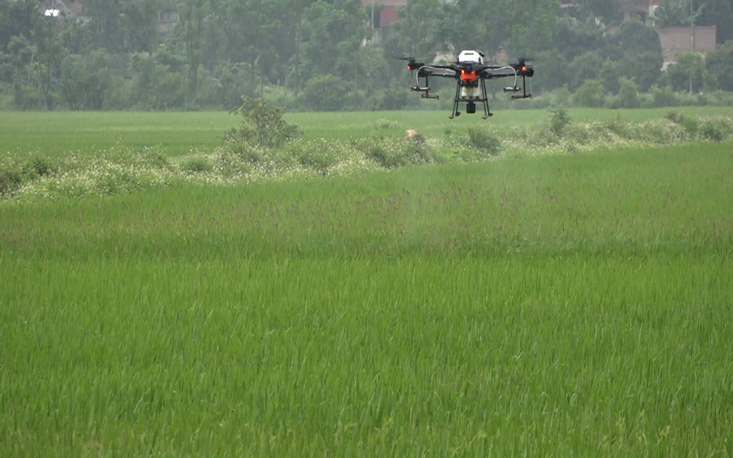 Phun thuốc trừ sâu bằng máy bay không người lái cho vùng bị phong tỏa do dịch Covid-19