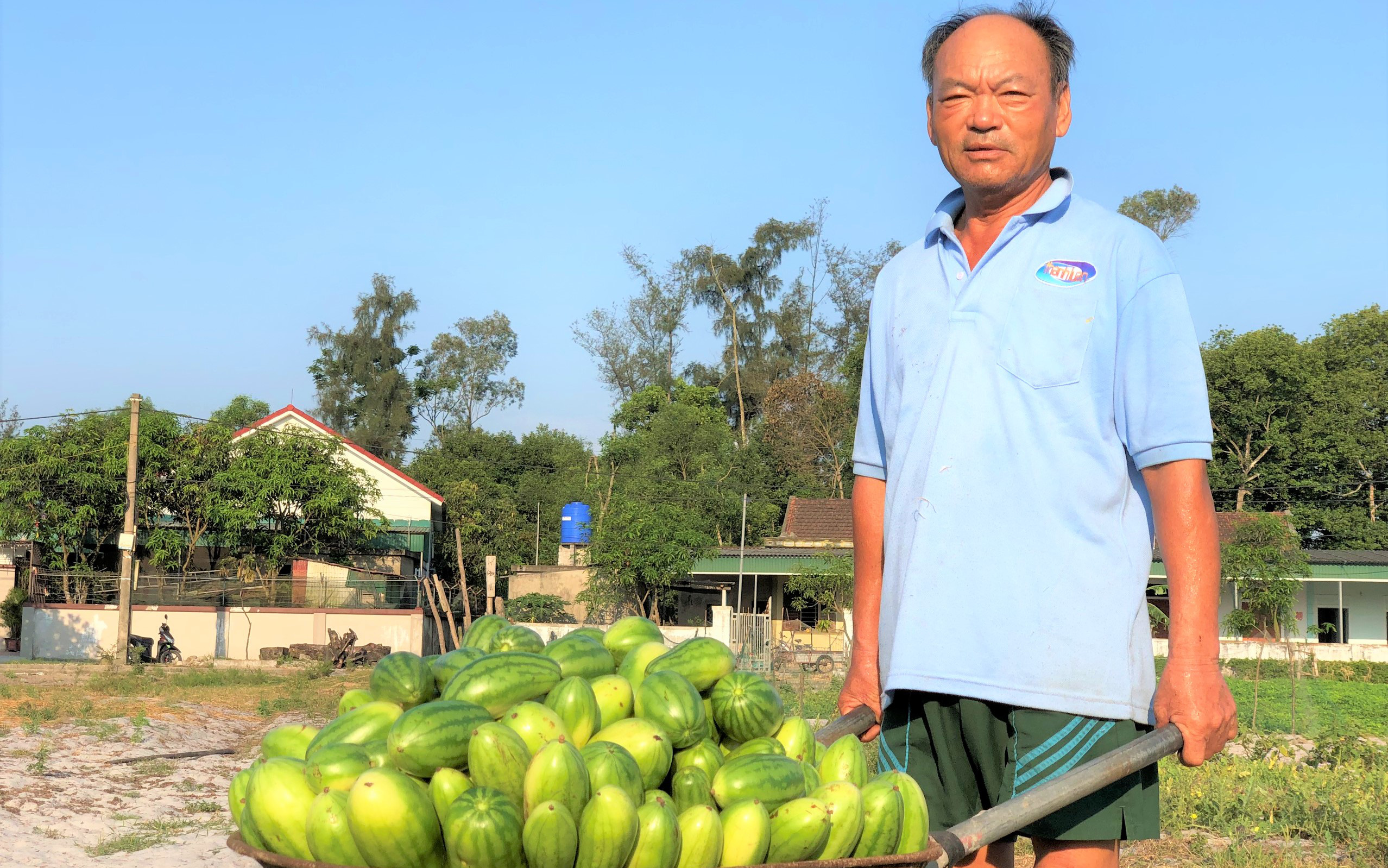 Được mùa dưa non, nhưng giá lại “rẻ như cho”, nông dân Hà Tĩnh thiệt hại lớn