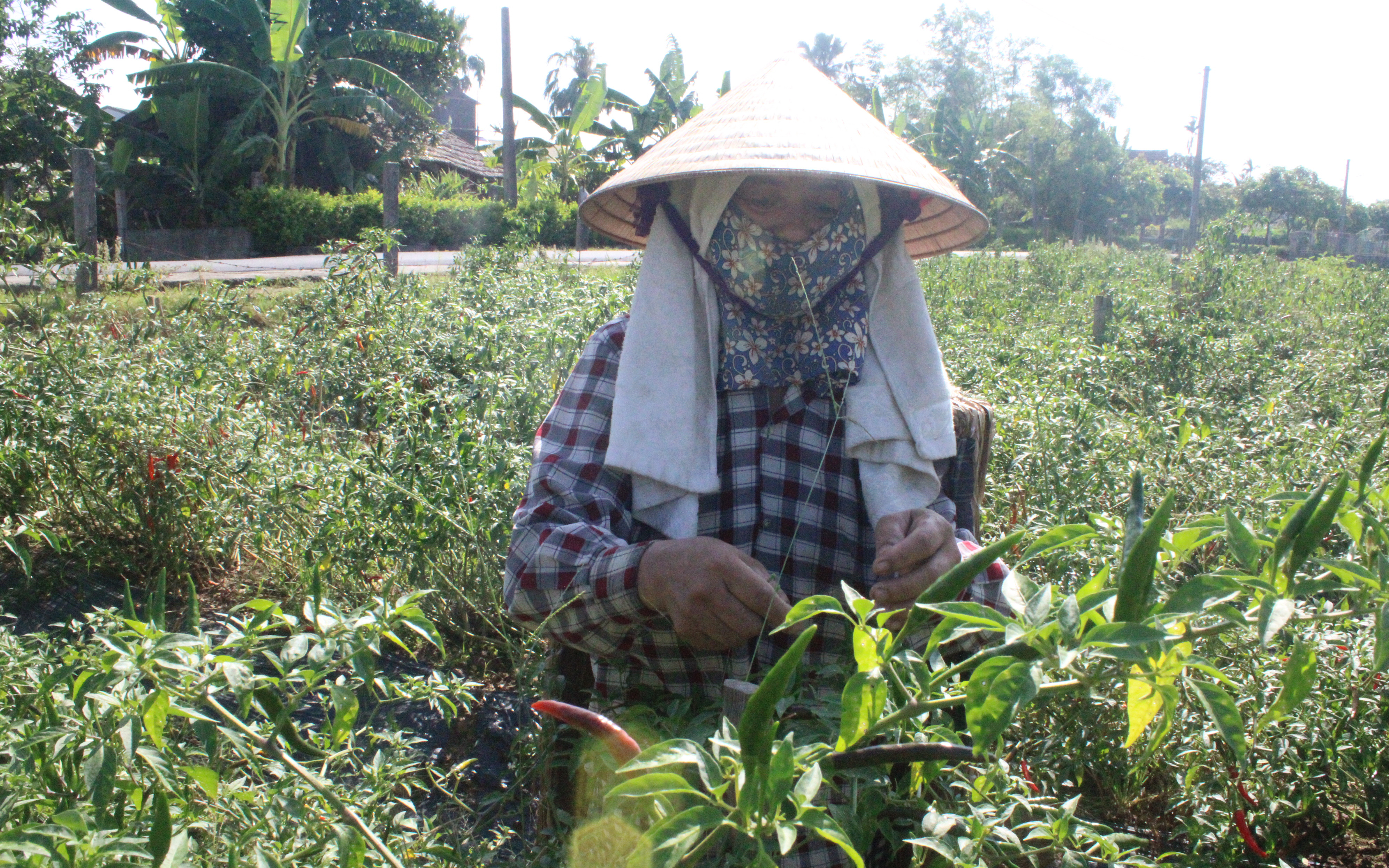 Thạch Hà (Hà Tĩnh): Ớt sụt giá 5 lần, nông dân không "buồn" thu hoạch, bỏ chín đỏ ngoài đồng