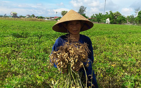 Hà Tĩnh: Nông dân phấn khởi vì lạc Xuân được mùa