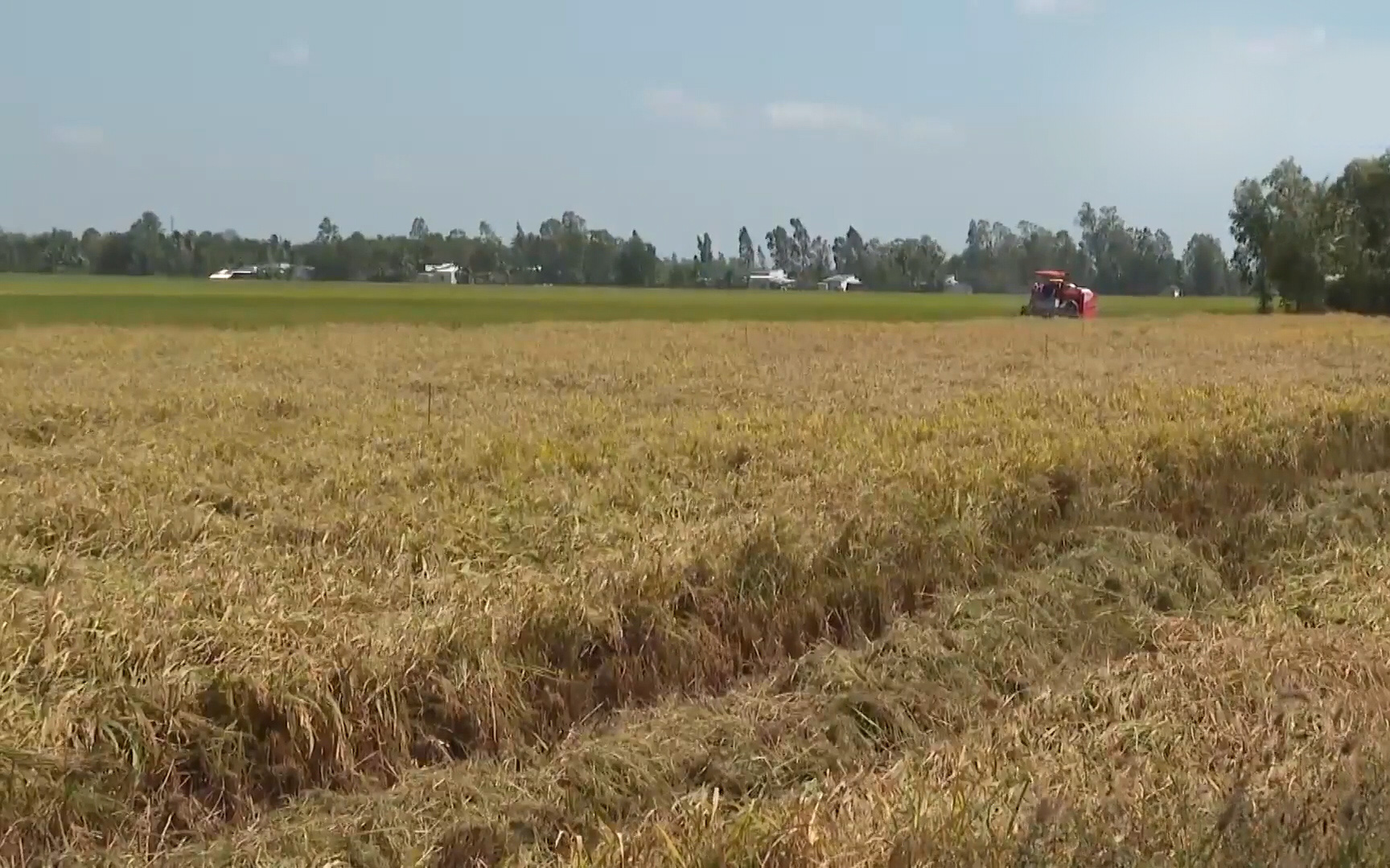 Nông dân Bạc Liêu phấn khởi trúng mùa, được giá vụ lúa Đông Xuân