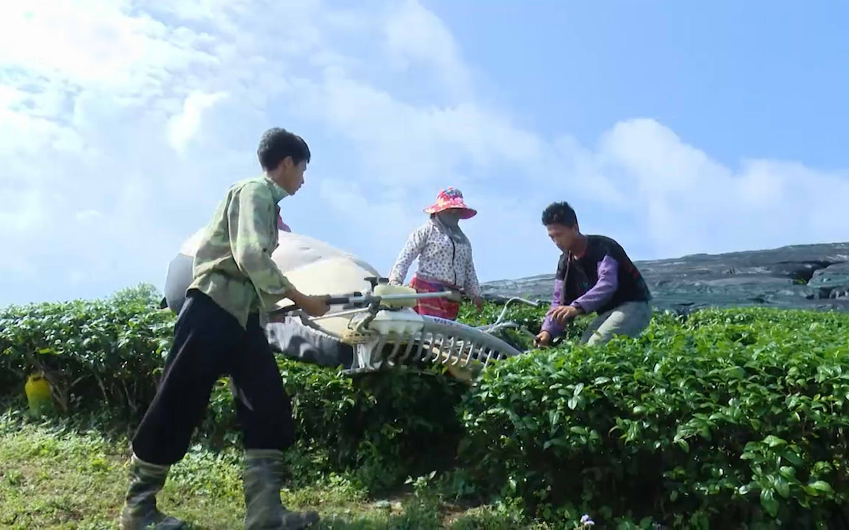 Sơn La: Chiềng Đi xây dựng thương hiệu chè sạch theo hướng hữu cơ, mang nguồn thu nhập ổn định cho bà con