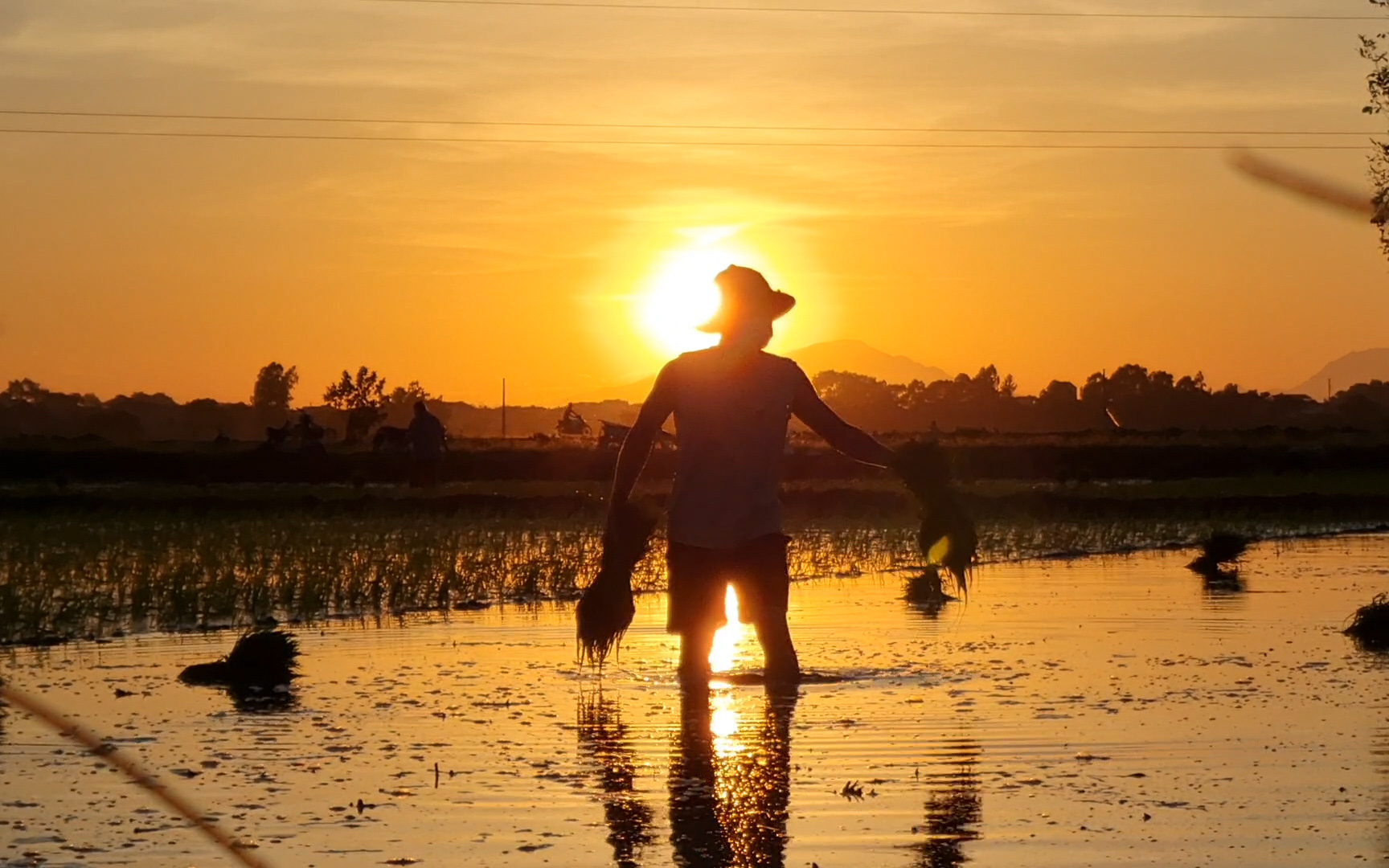 Vụ hè thu, nông dân Hà Nội thắp đèn “đi cấy sáng trăng”