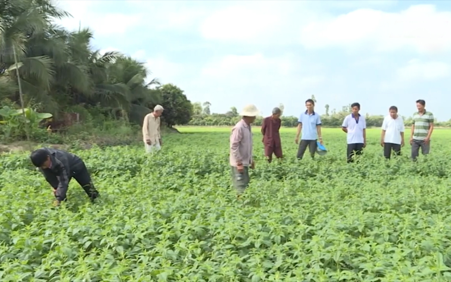 Đồng Tháp: Hiệu quả từ luân canh cây trồng ngắn ngày, nông dân Cao Lãnh tiết kiệm phân, thuốc sau vụ mè hạn mặn