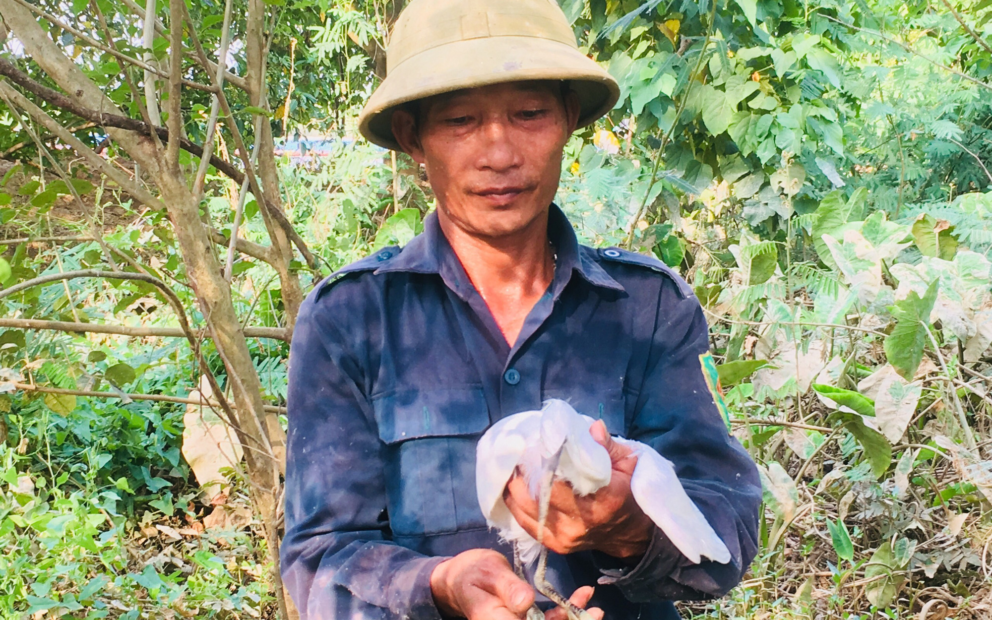 Người đàn ông “sống chết” bảo vệ đàn cò, vạc…hàng vạn con