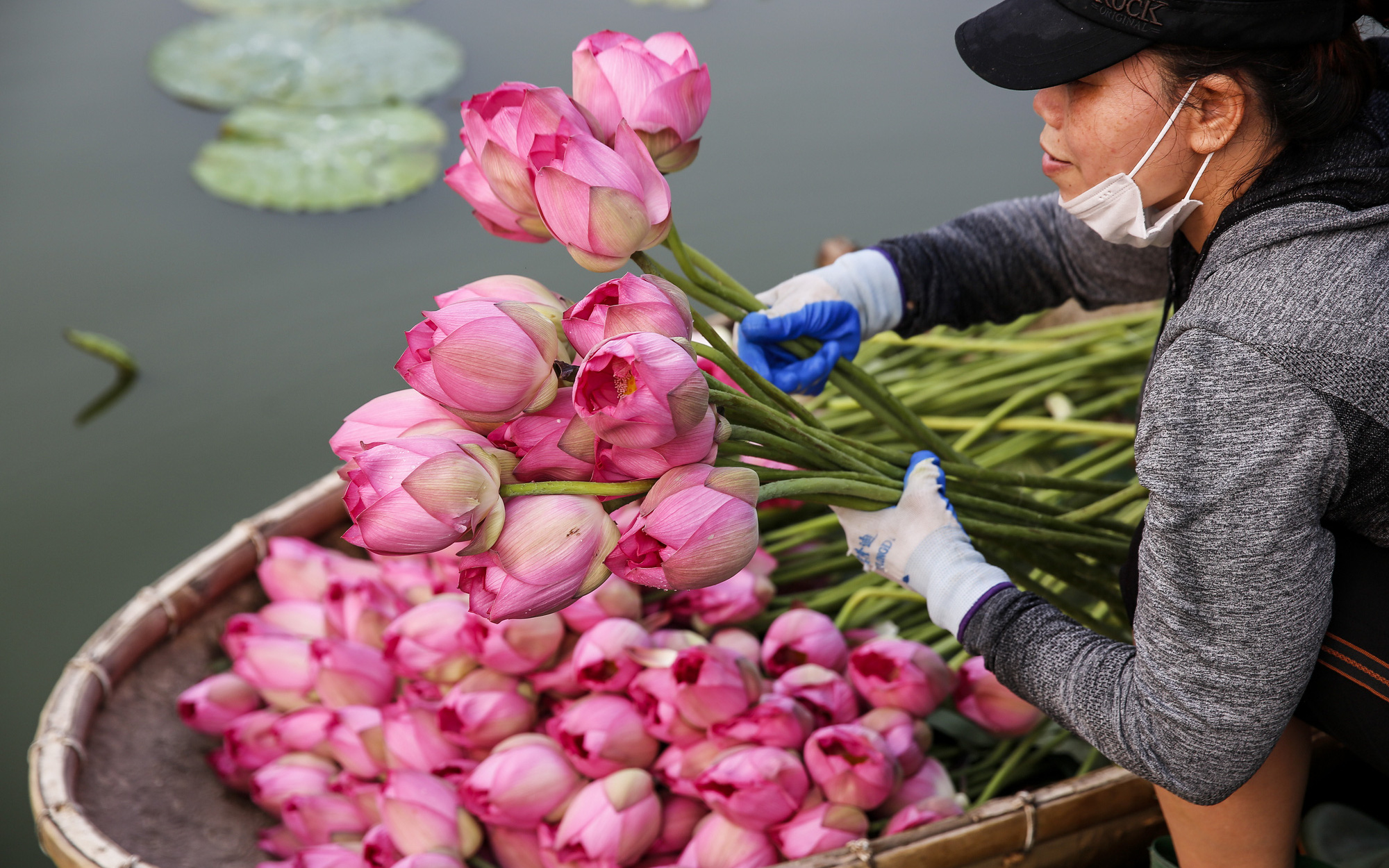 Người trồng sen hồ Tây tất bật thu hoạch, bán bao nhiêu cũng hết