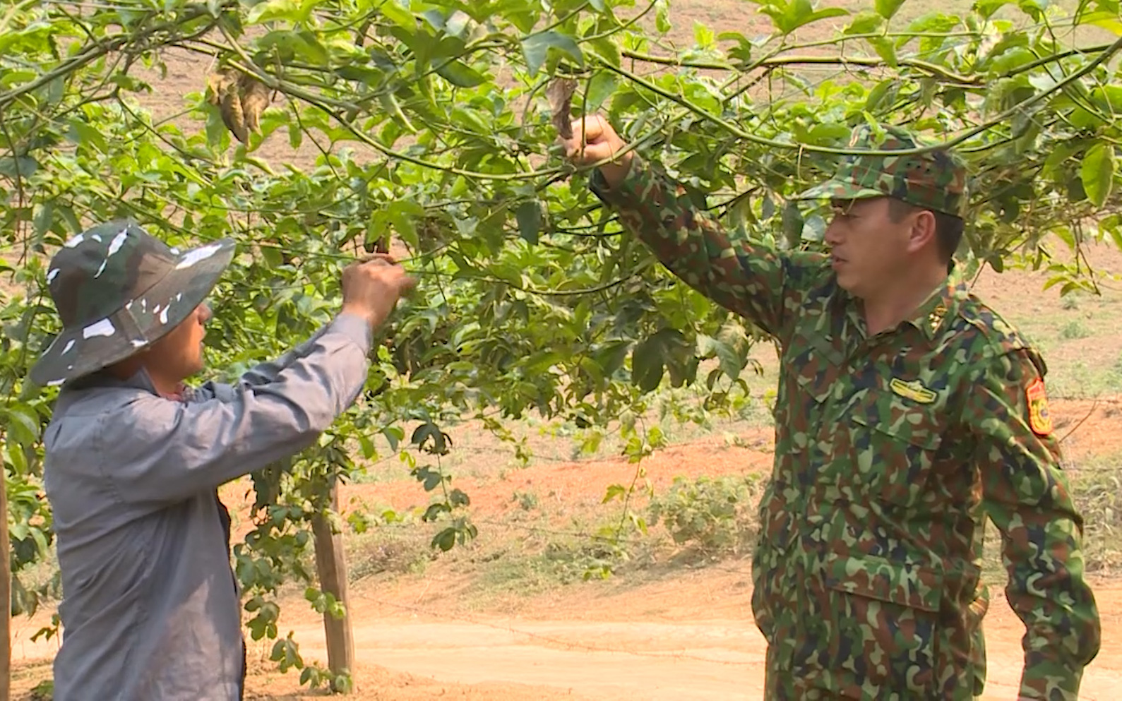 Lóng Sập (Kỳ 3): Bản ma túy được thay bằng màu xanh của sự yên bình