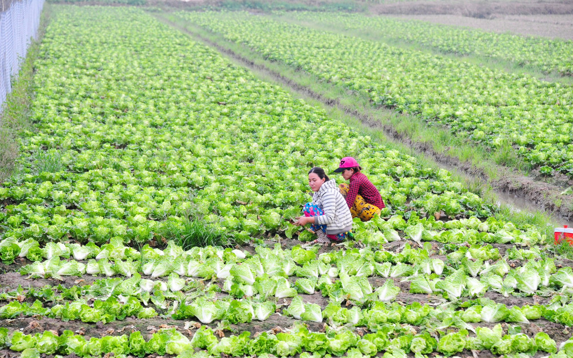 Hậu Giang: Nông nghiệp sinh thái vừa giúp bảo tồn thiên nhiên, vừa giúp gia tăng hiệu quả kinh tế