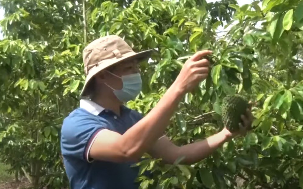 Mạnh dạn đem cả vườn mãng cầu ra làm trà mãng cầu Xiêm, anh nông dân thu lời gấp 2 lần