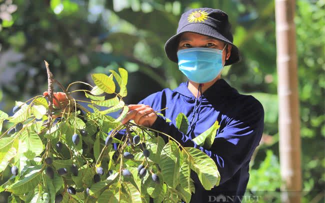 Nông dân Hà Tĩnh trồng loài cây to như cột đình, quả đen sì giá cao vẫn “cháy” hàng