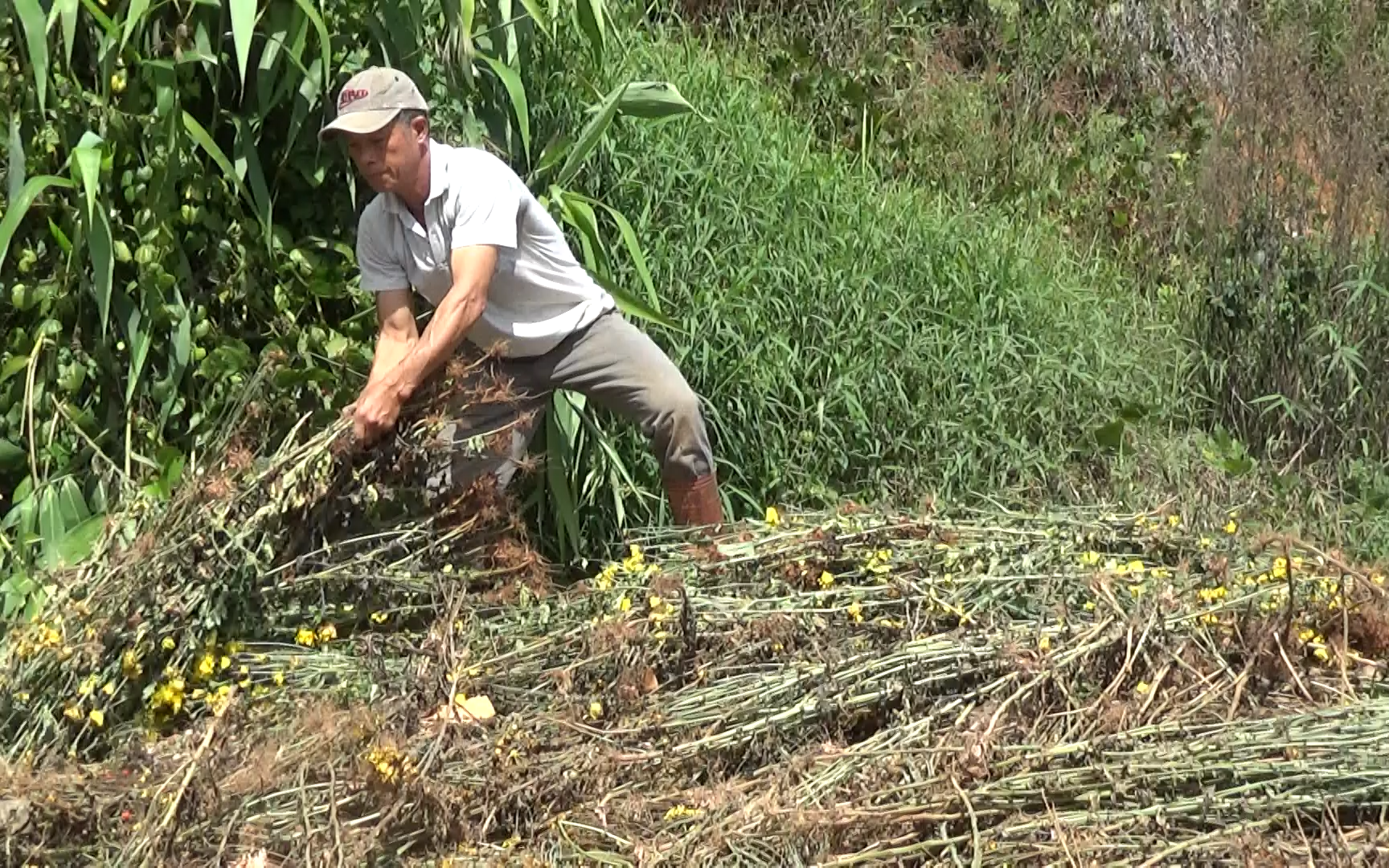 Video: Người dân trồng hoa "ngấm đòn" vì Covid-19, vẫn quyết tâm xuống giống 