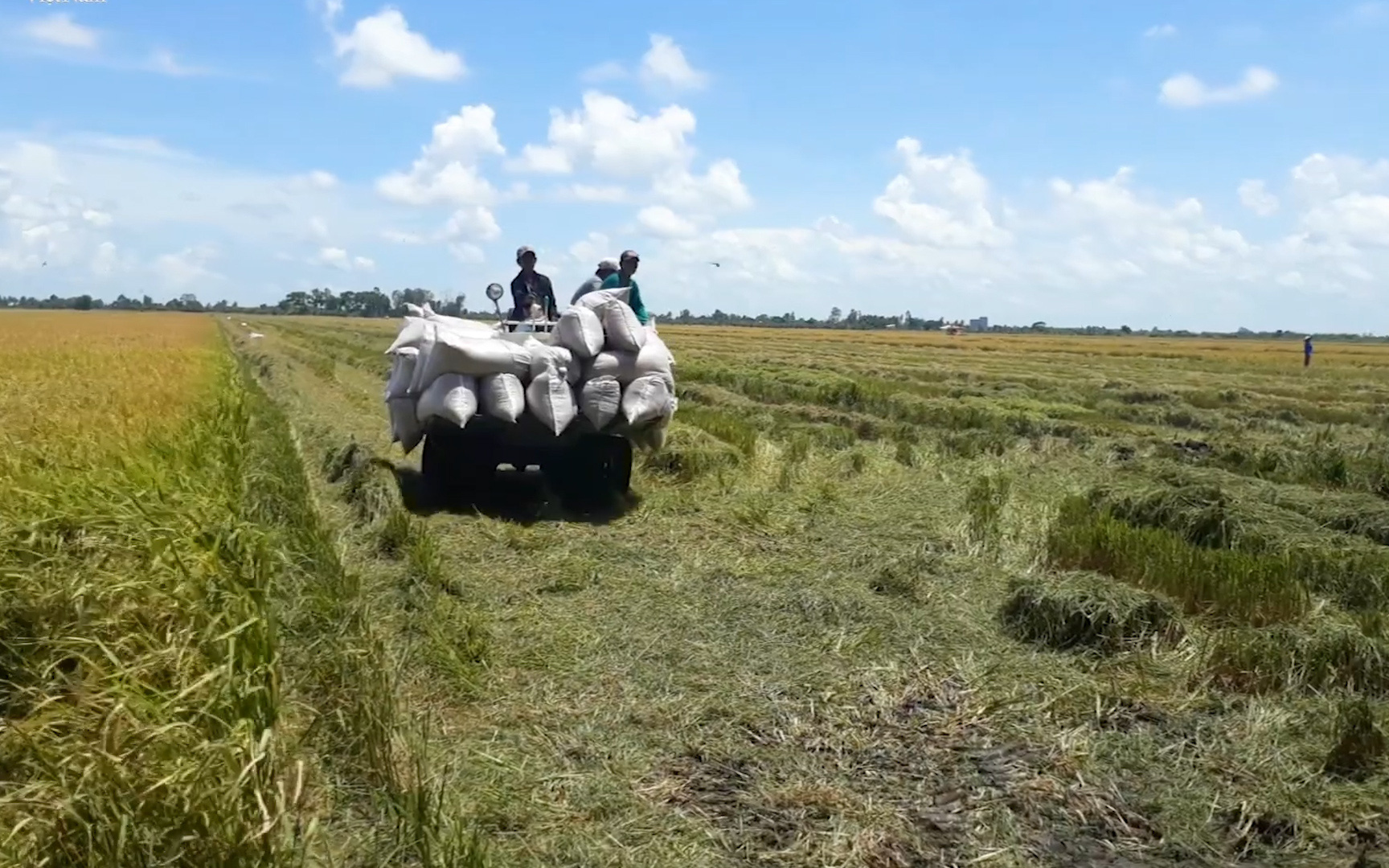 Bộ Nông nghiệp kiến nghị Chính phủ tăng thu mua dự trữ lúa gạo, tránh nguy cơ thương lái ép giá, trục lợi