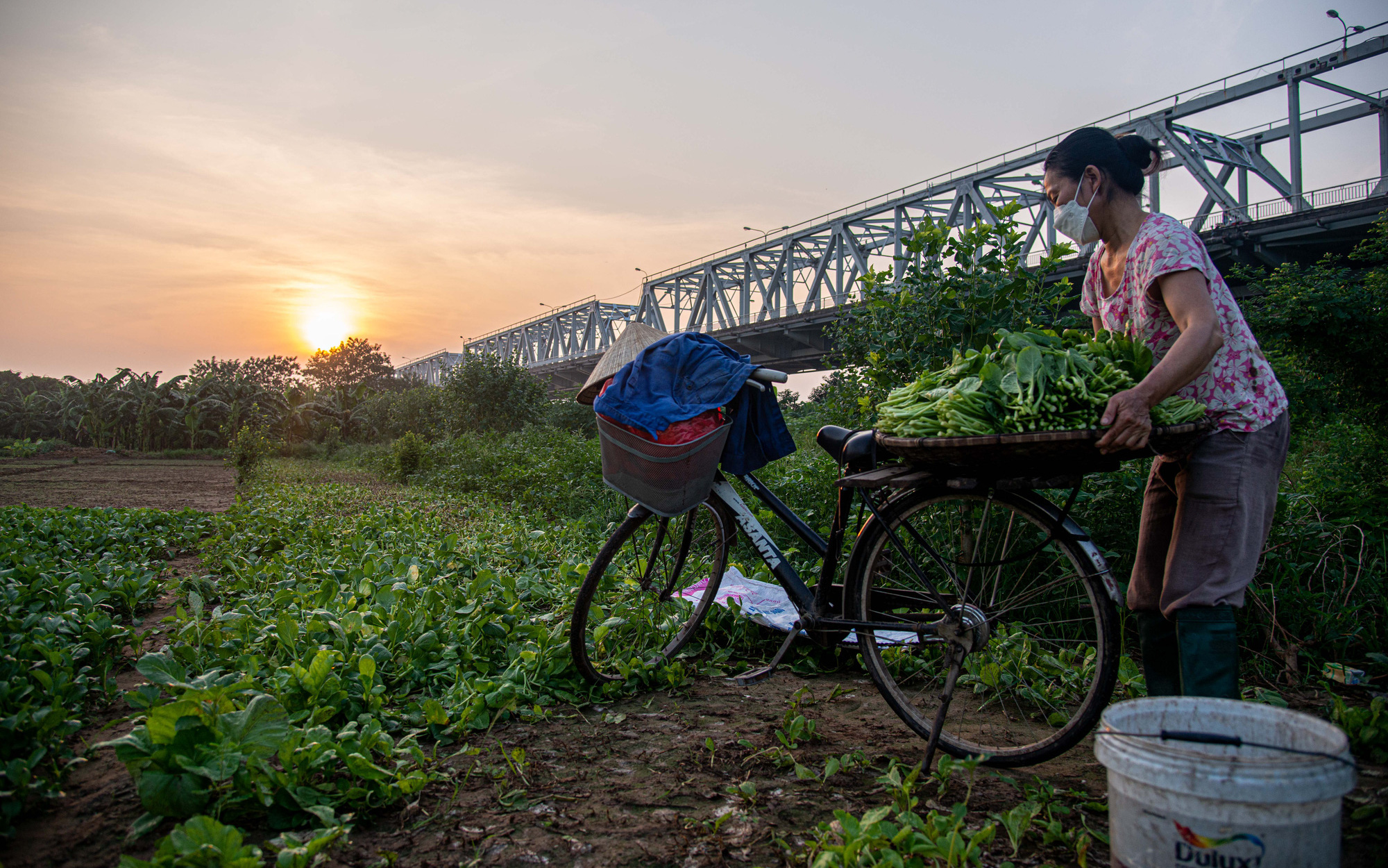 Hà Nội: Người dân trồng rau ở bãi giữa sông Hồng loay hoay những ngày giãn cách xã hội