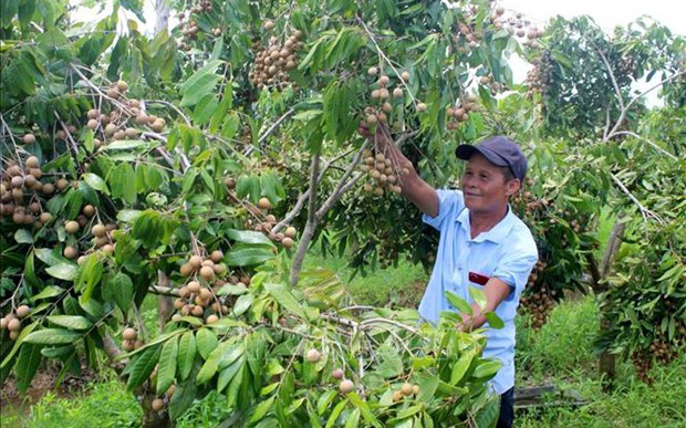 Lão nông U60 “hô biến” bãi bồi kém hiệu quả thành trang trại bạc tỷ