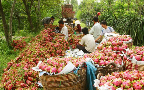 Gần 100% thanh long nhập khẩu ở Trung Quốc là từ Việt Nam