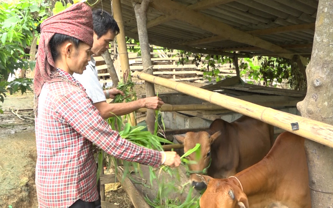 Video: Vội chuyển hàng cho kịp, xe “luồng xanh” chở dê sống không giấy kiểm dịch