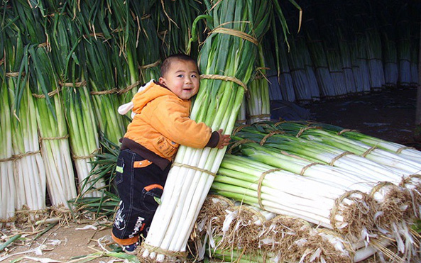 Chiêm ngưỡng những cây hành lá "đột biến", cao hơn 2 mét và nặng 1,5 kg