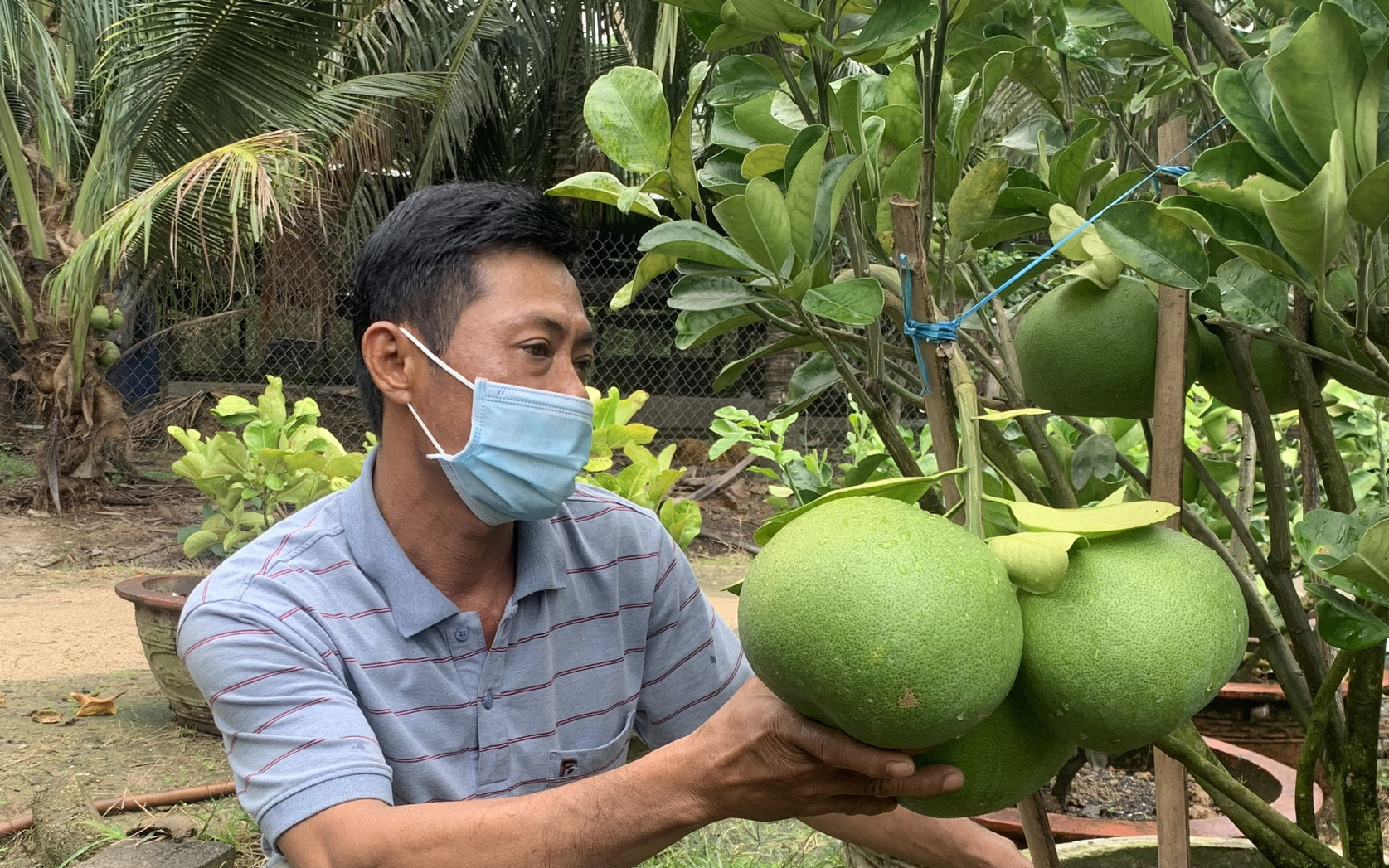 Bưởi cảnh độc đáo tiền triệu Khánh Hòa "thấp thỏm" chờ người mua