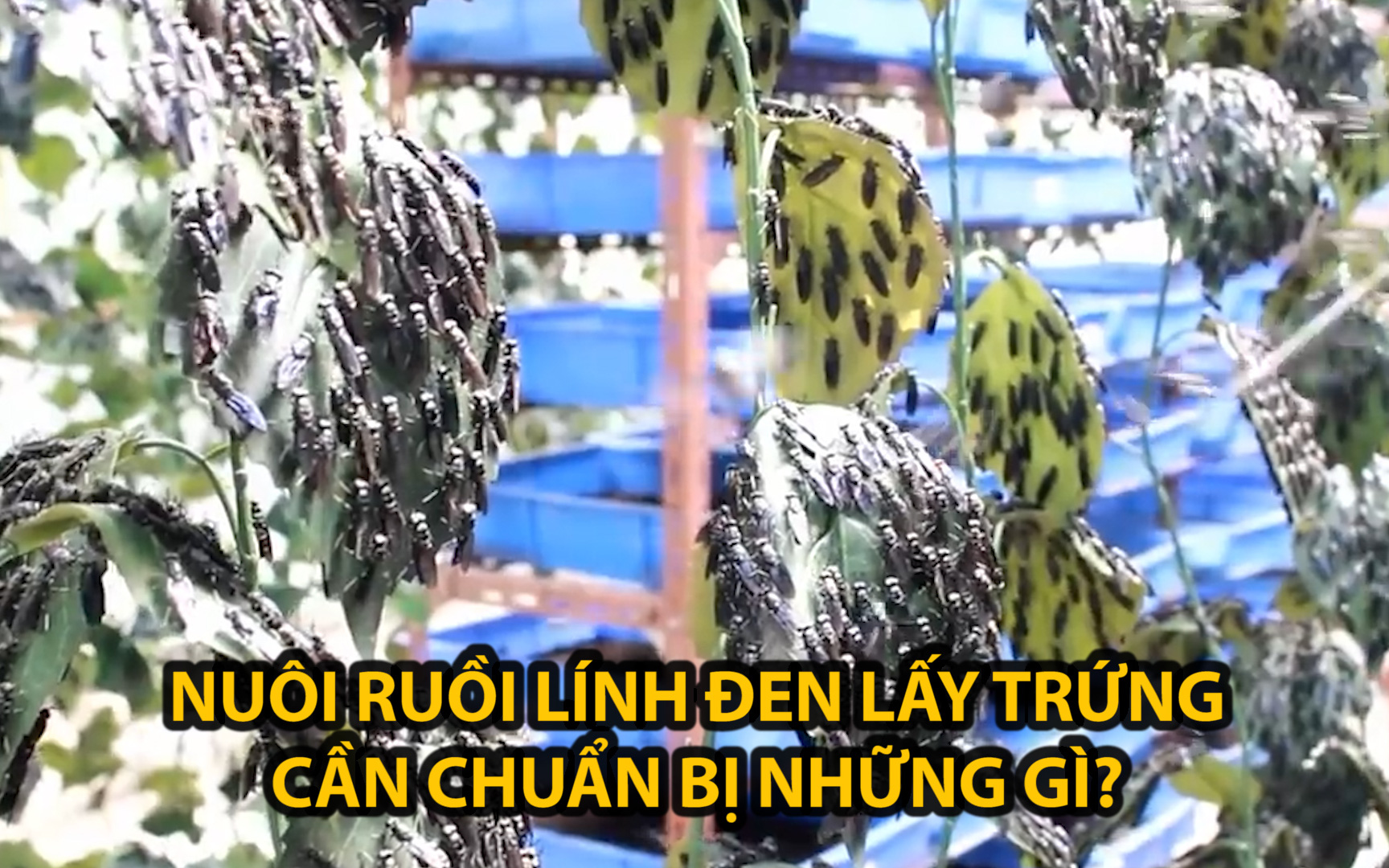 Nuôi ruồi lính đen lấy trứng cần chuẩn bị những gì?