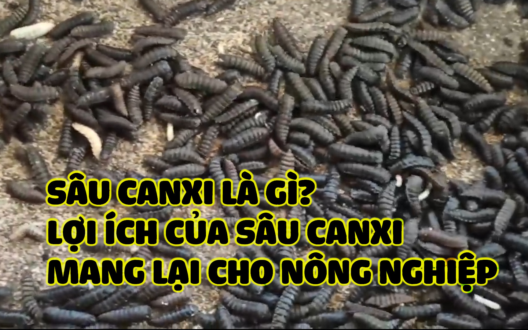 Sâu canxi là gì? Lợi ích của sâu canxi mang lại cho nông nghiệp