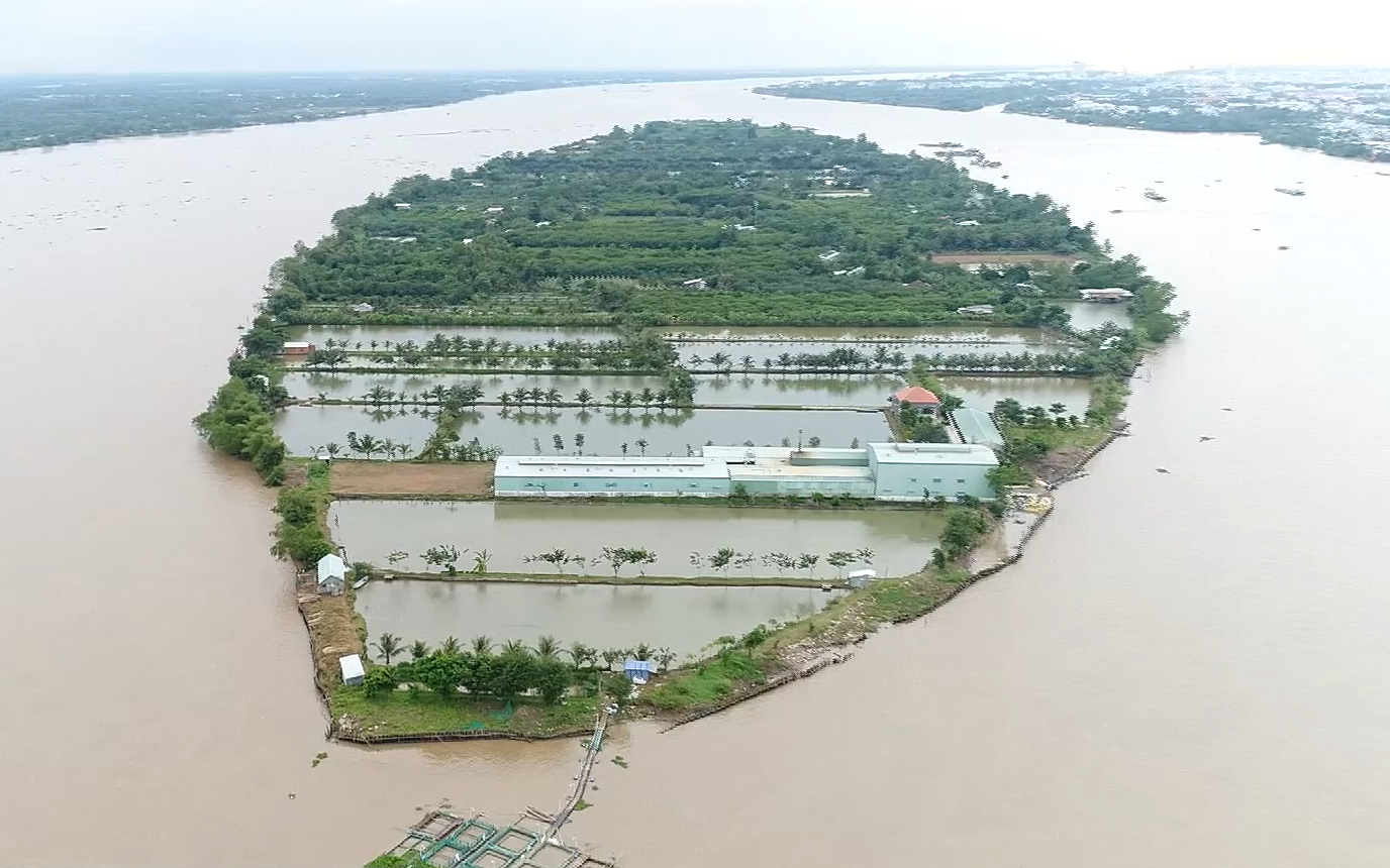 Mục sở thị bè nuôi cá tra xuất khẩu có tiếng đồng bằng Sông Cửu Long