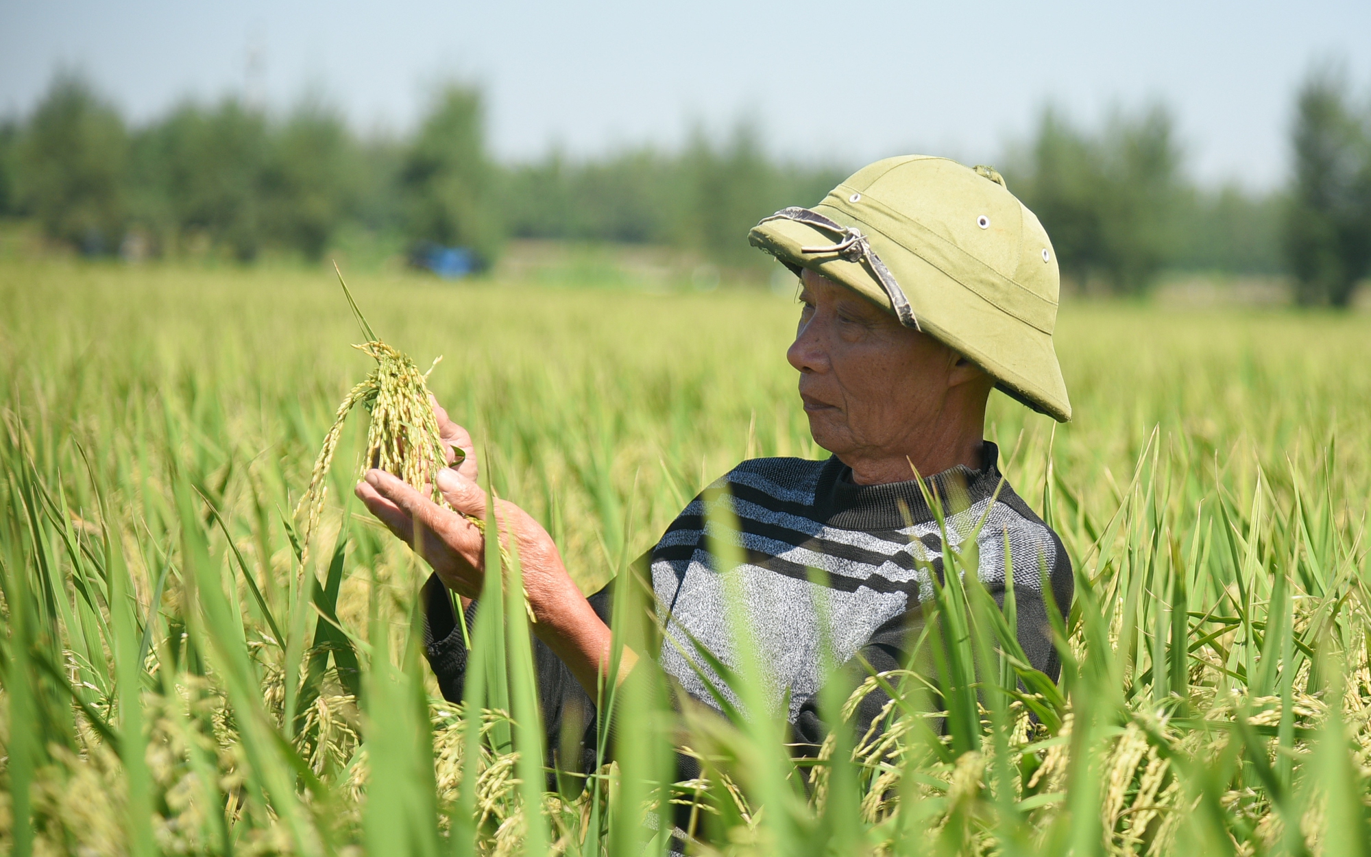 Ngắm cánh đồng lúa giống Đài Thơm 8 rộng mênh mông của người nông dân Nam Định