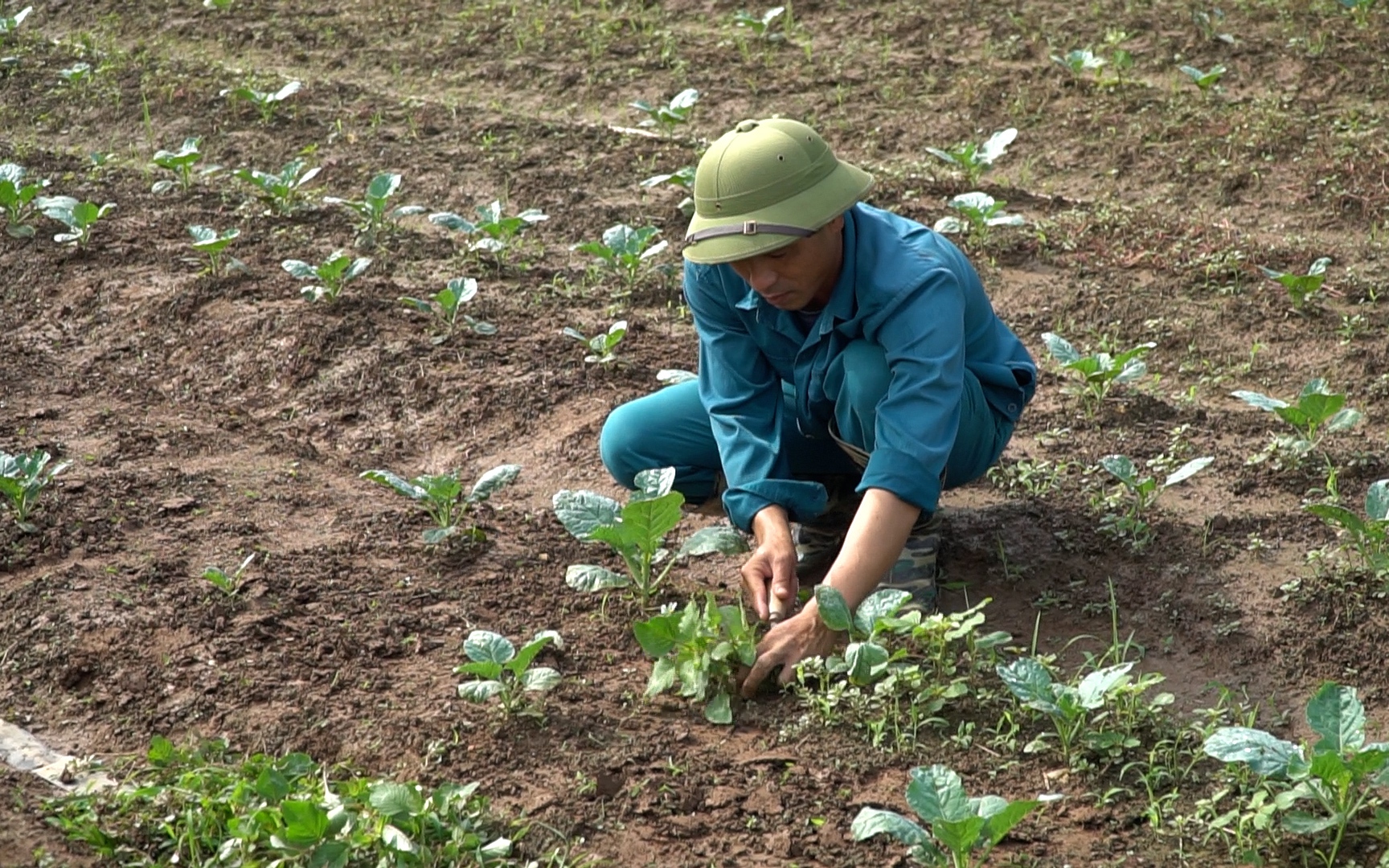 Video: Nghịch lý rau VietGAP bỏ mác để cạnh tranh với rau chợ