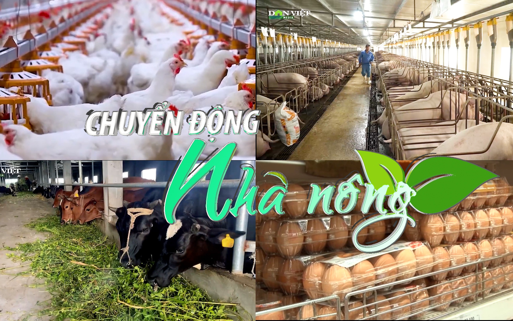 Chuyển động Nhà nông 29/10: Đẩy mạnh chăm sóc, tái đàn vật nuôi chuẩn bị nguồn cung cho Tết Nguyên đán