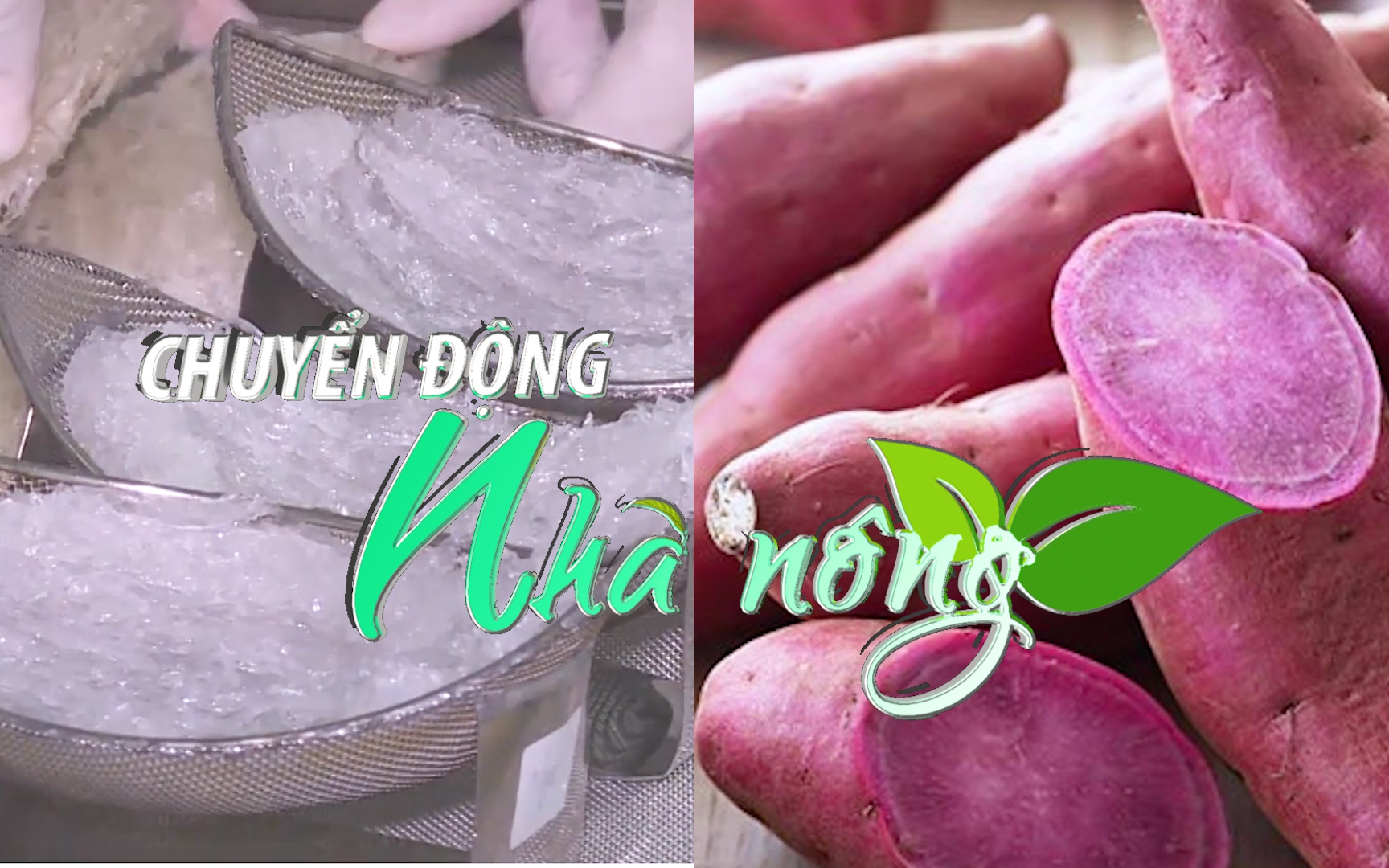 Chuyển động Nhà nông 12/11: Khoai lang, tổ yến sẽ là nông sản thứ 12, 13 xuất khẩu chính ngạch vào Trung Quốc