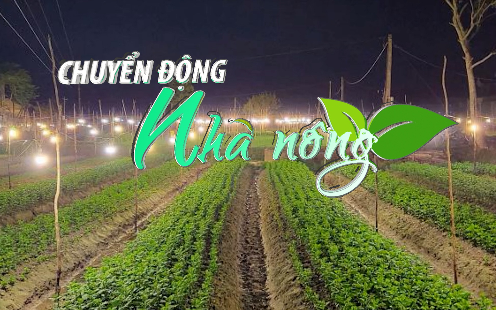 Chuyển động Nhà nông 15/11: Nông dân Quảng Bình chong đèn “nuôi” hoa Tết